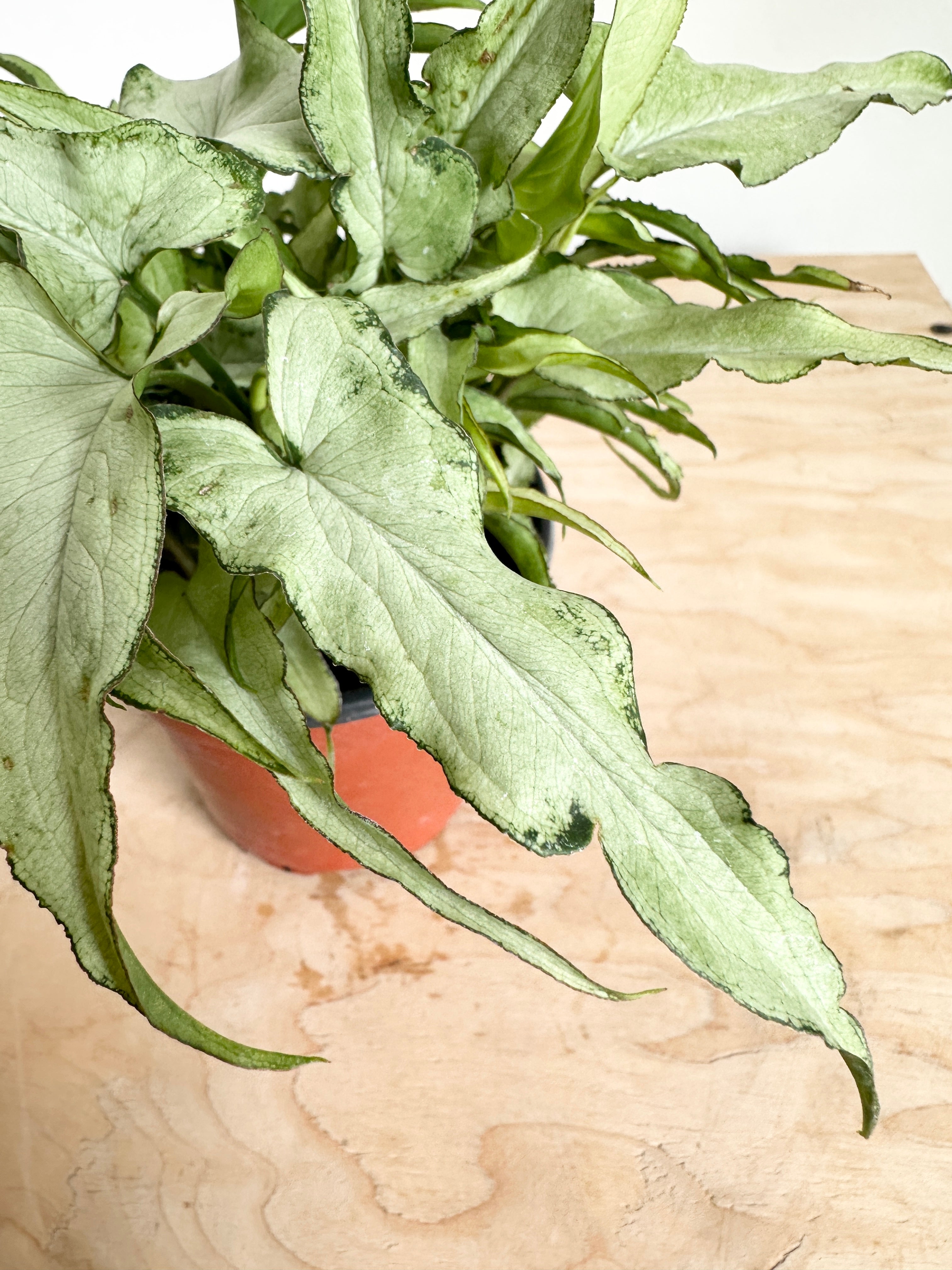 Nephthytis Syngonium 'Silver Fox'