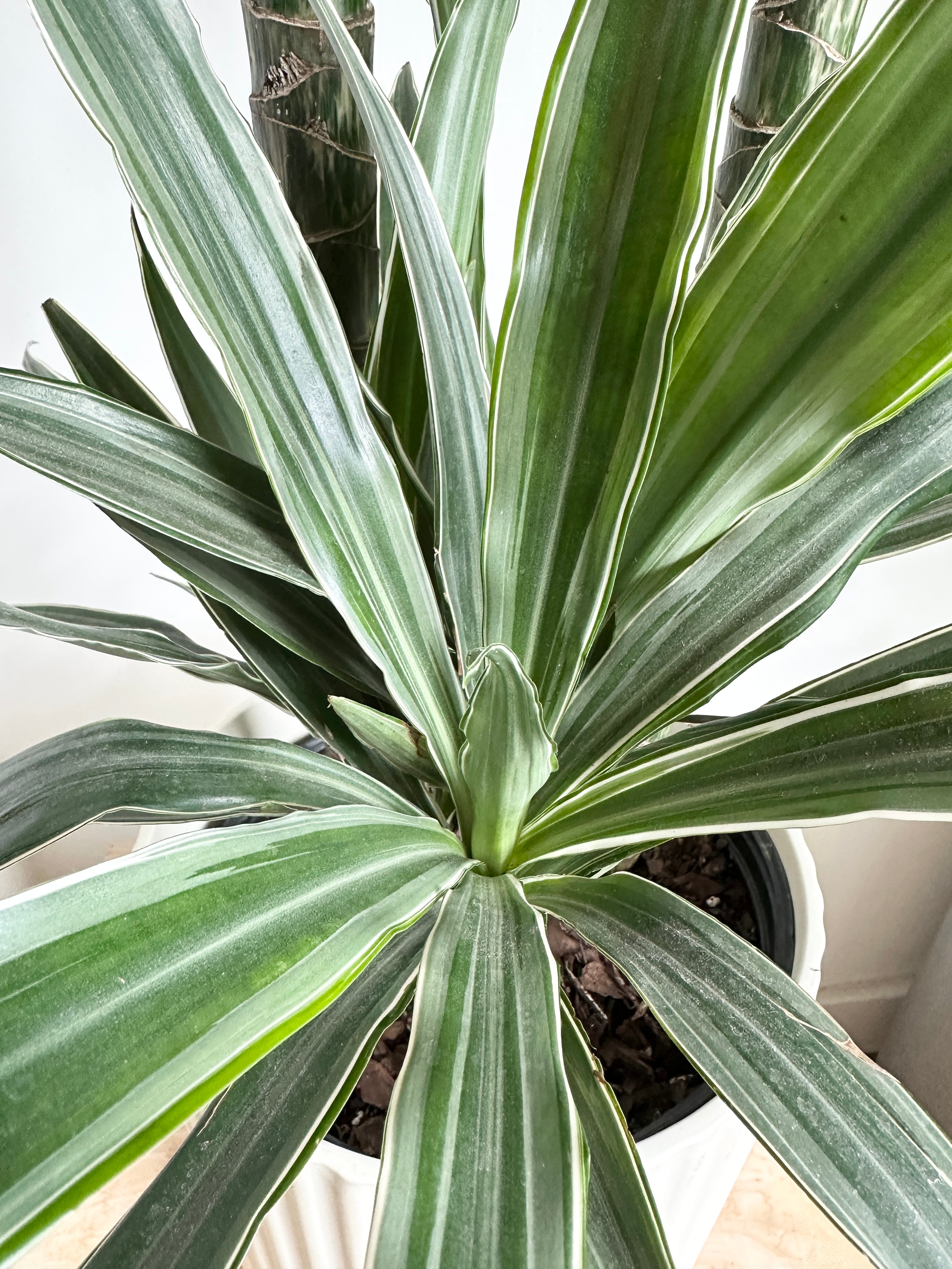 Dracaena 'Warneckii Jumbo 3-2-1'