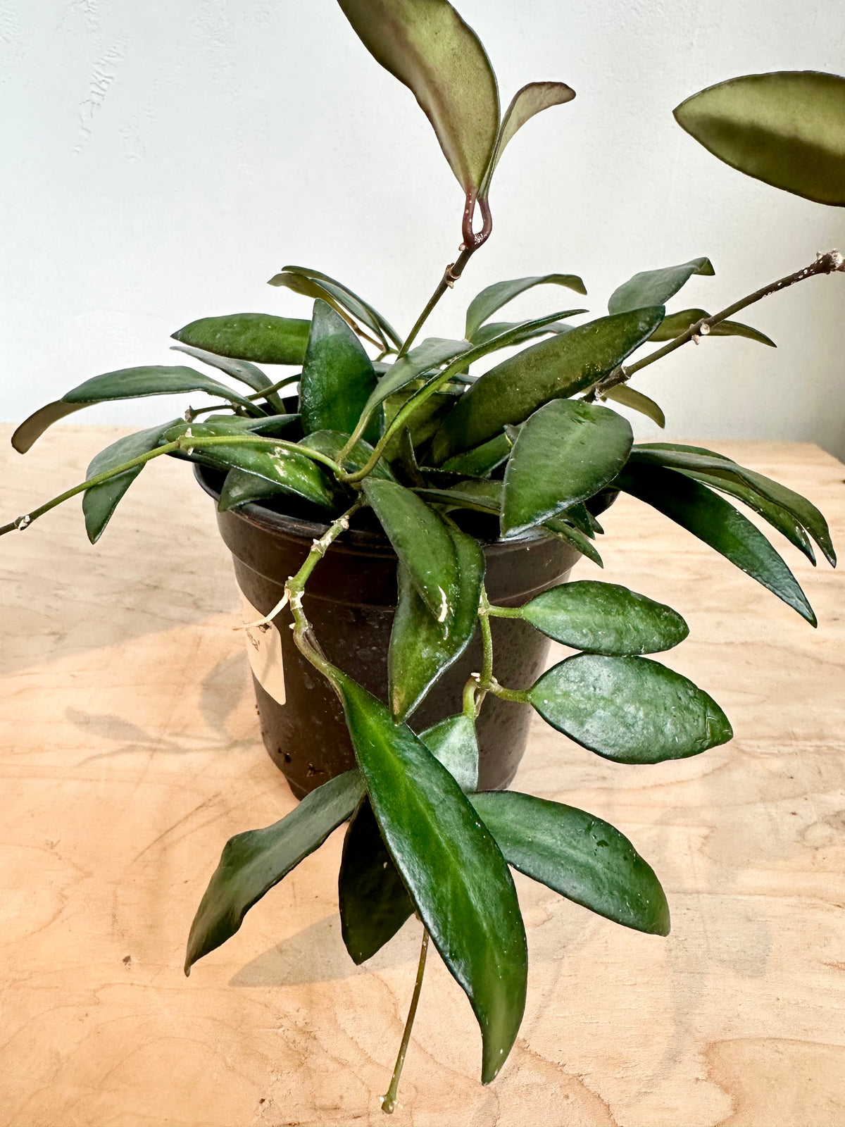 Hoya 'Rosita'