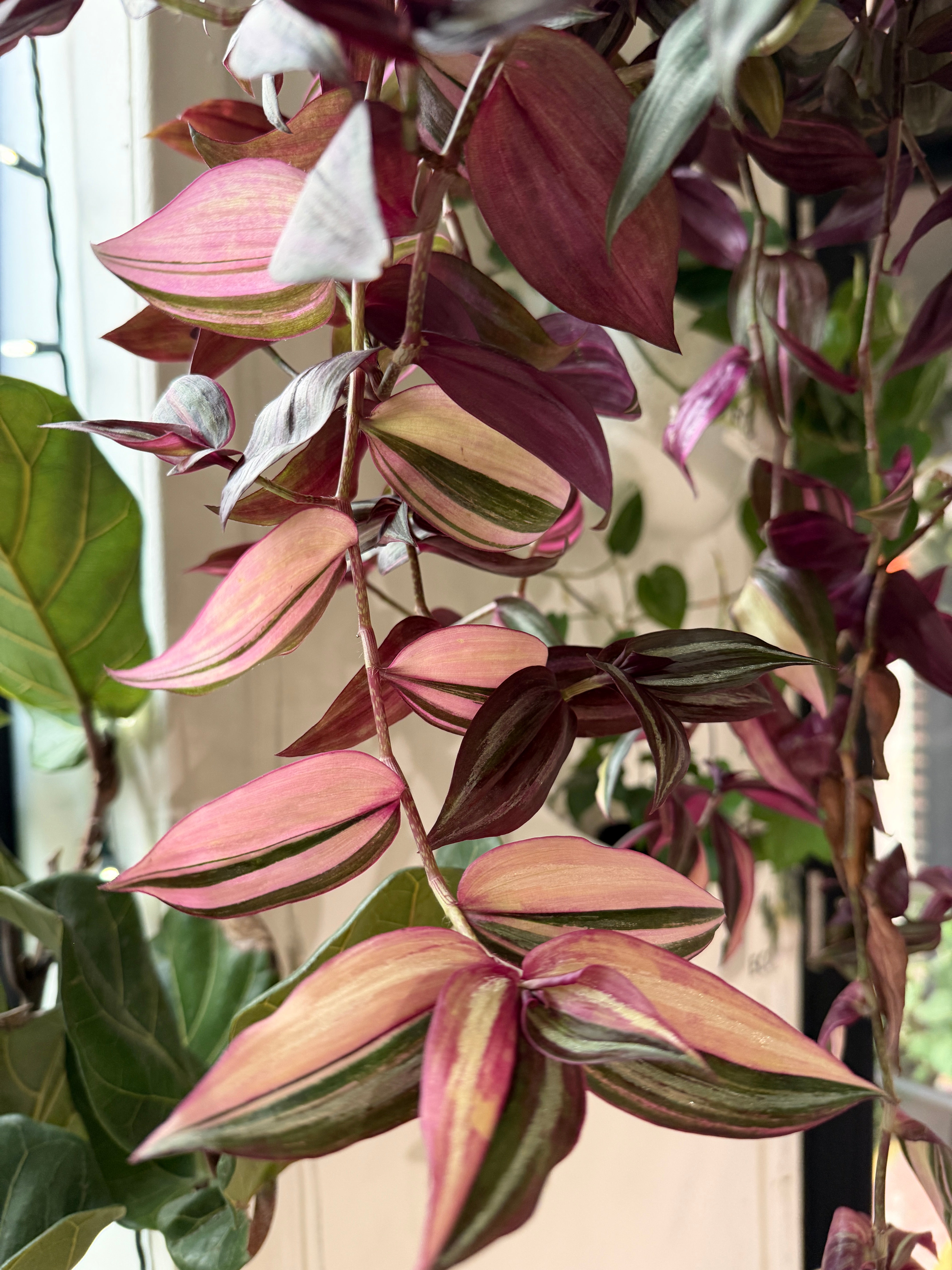 Tradescantia Fluminensis 'Tricolor'