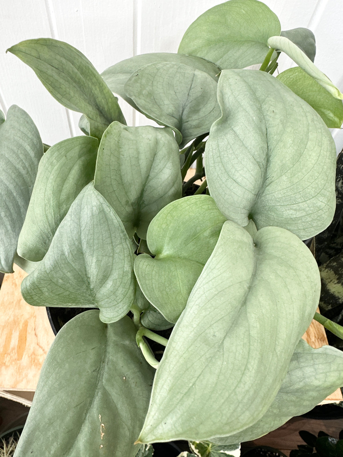 Scindapsus 'Java Platinum'