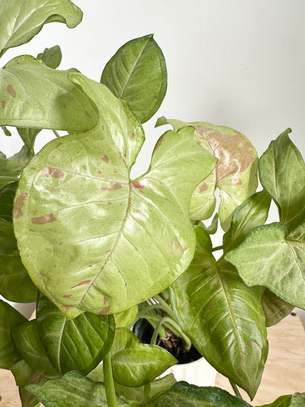 Nephthytis Syngonium 'Confetti'