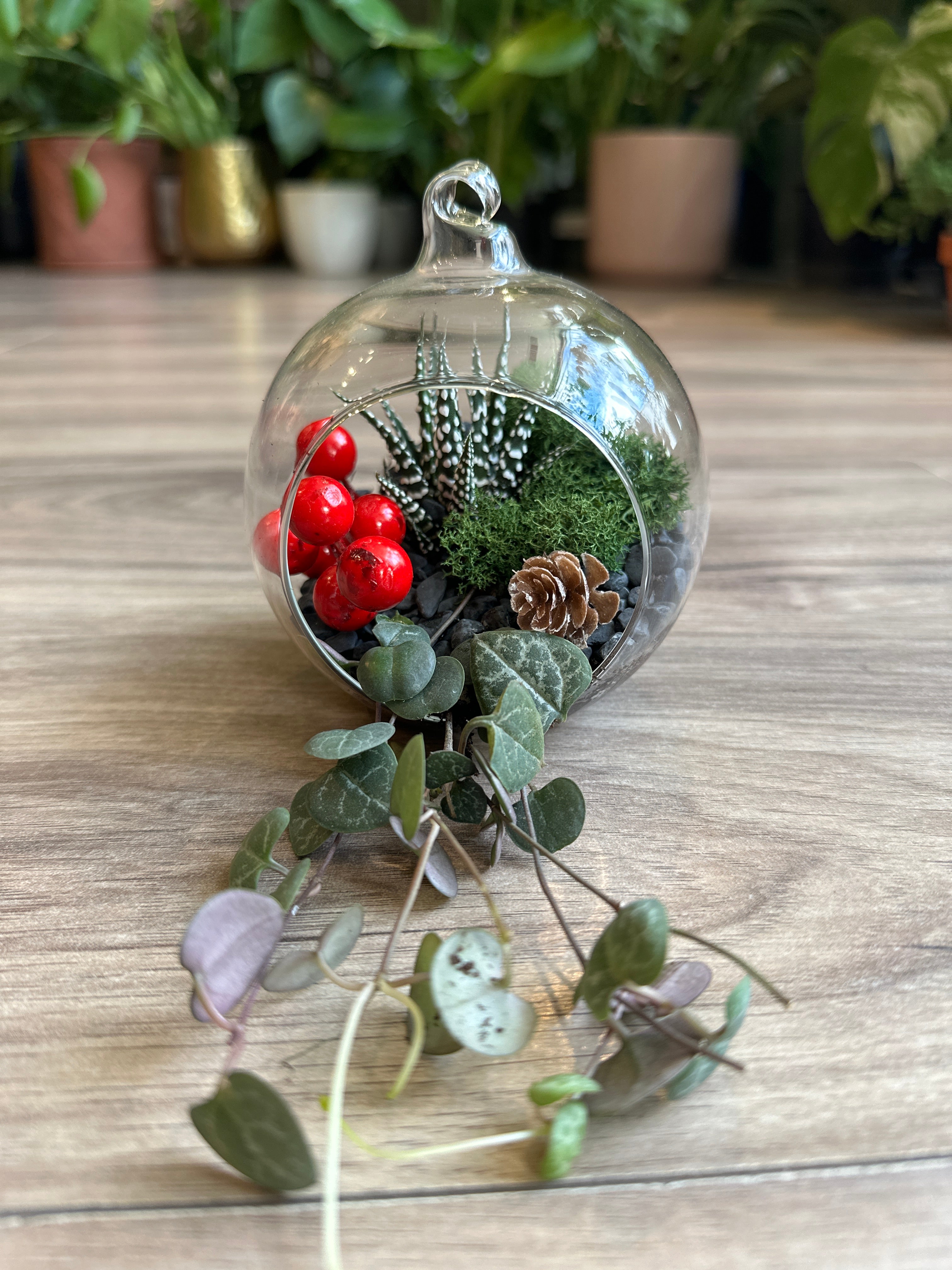 Arreglo de Tillandsia para las fiestas en el terrario Luna Orb