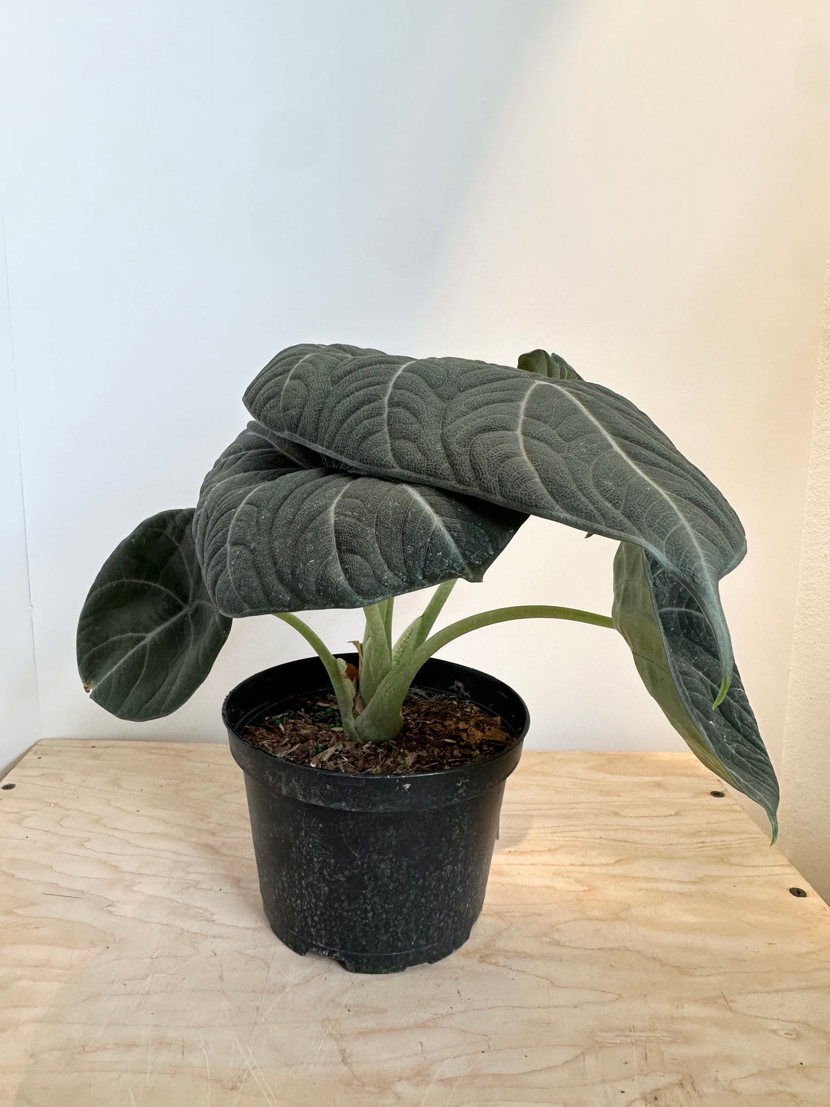 Alocasia 'Maharani'