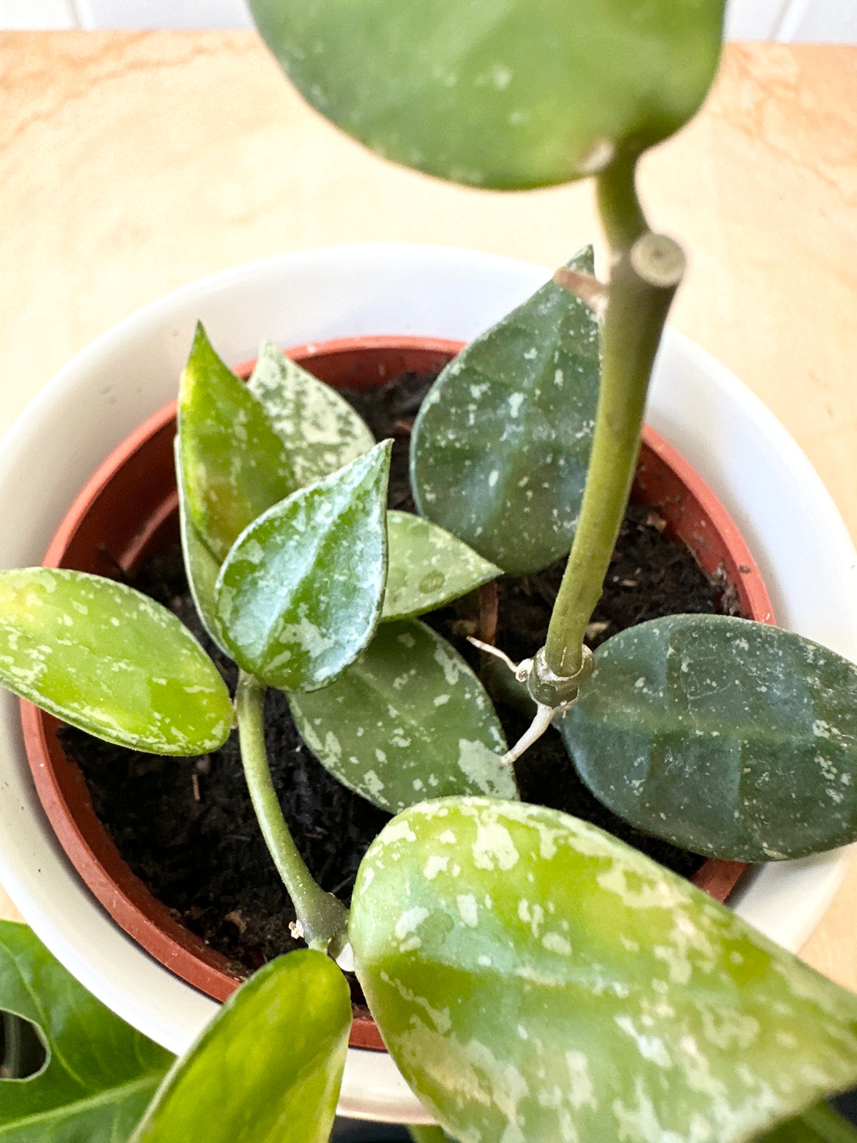 Hoya, Assorted