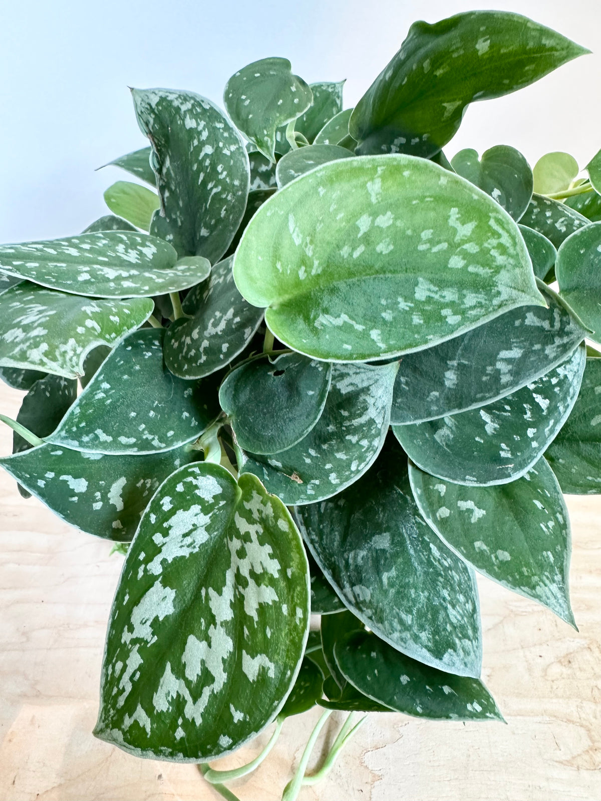 Scindapsus Pictus 'Argyraeus'