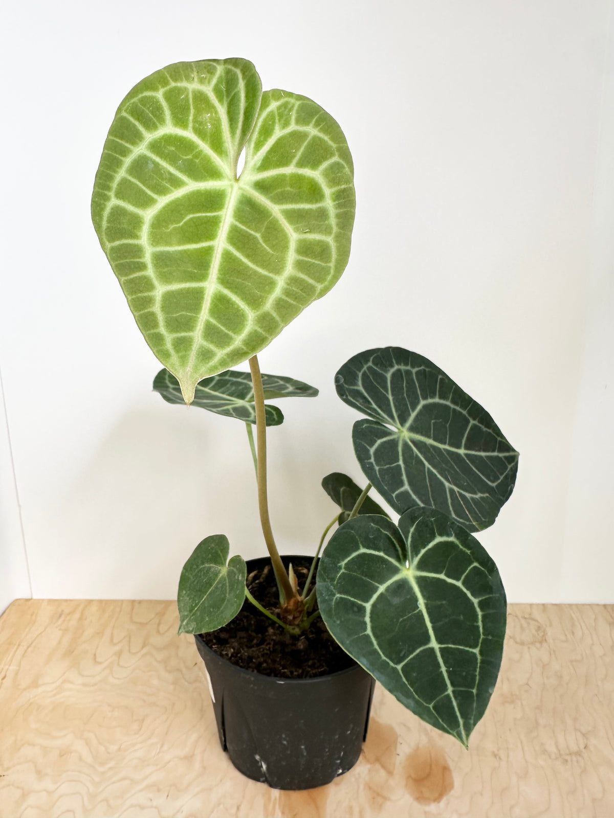 Anthurium 'Clarinervum'