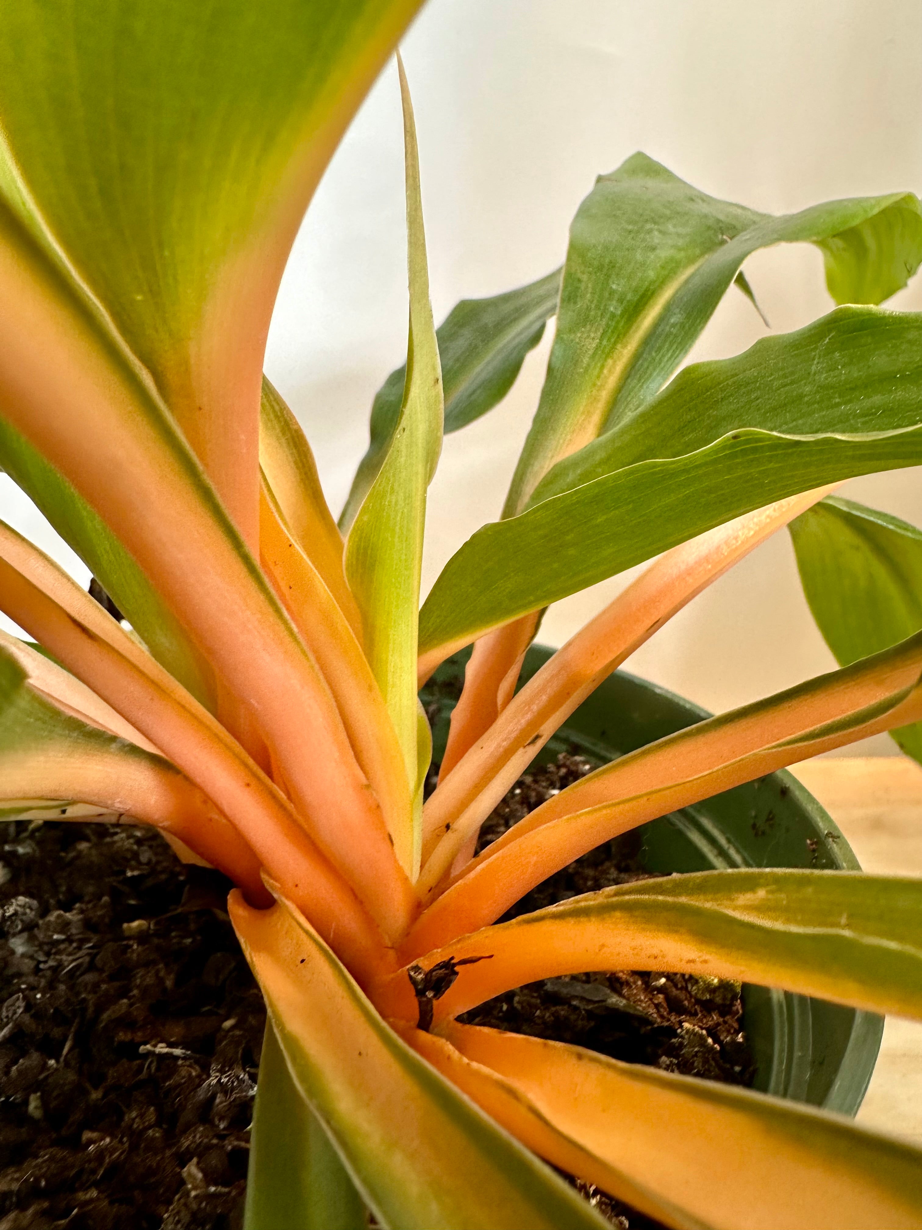 Chlorophytum Mandarin