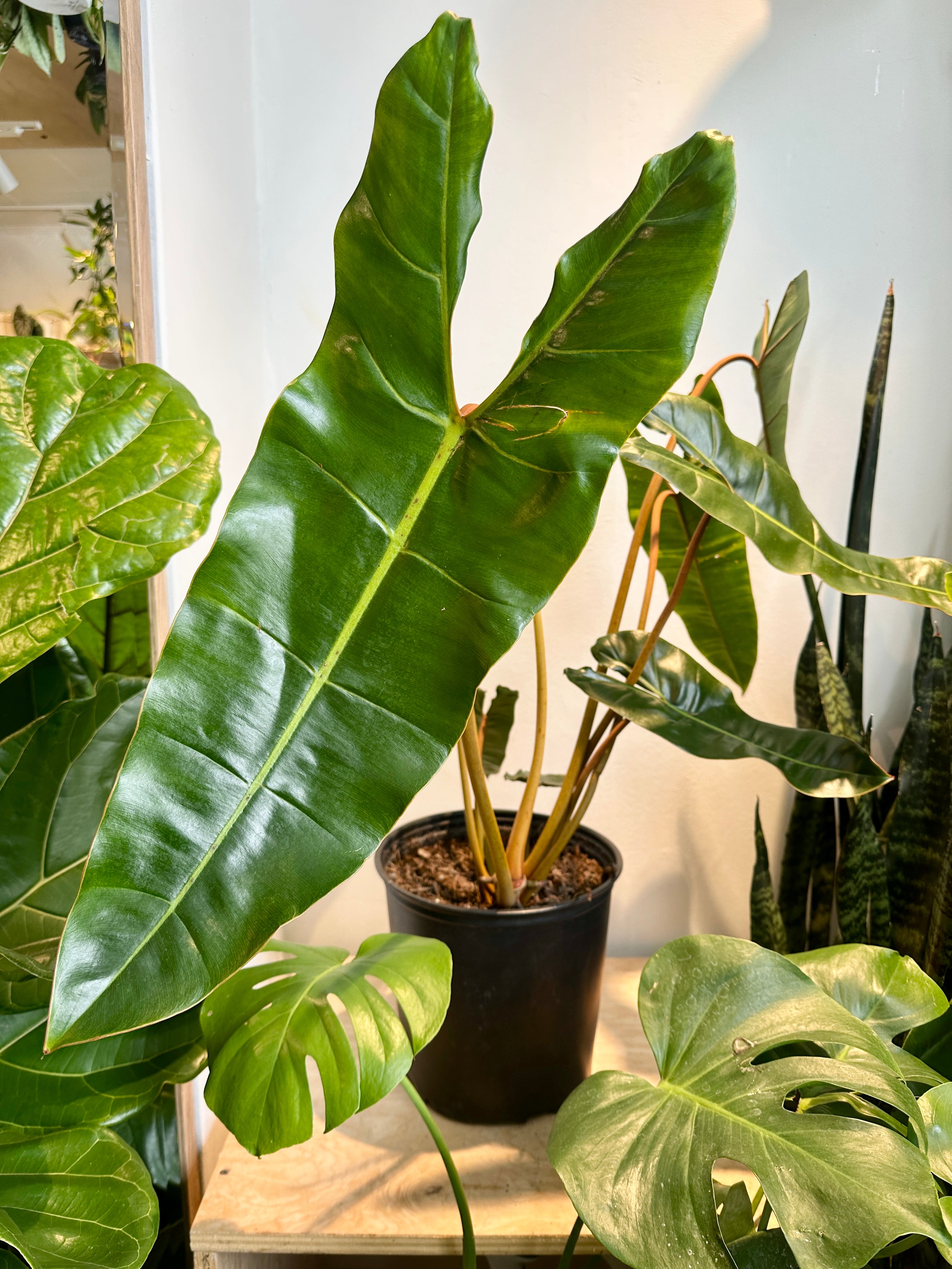 Philodendron 'Billietiae' – Foliage