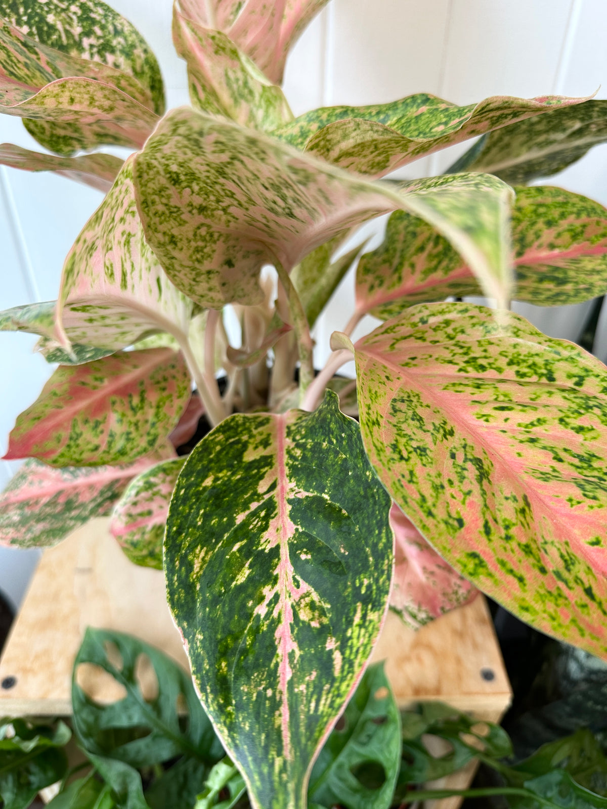 Aglaonema 'Cleopatra'