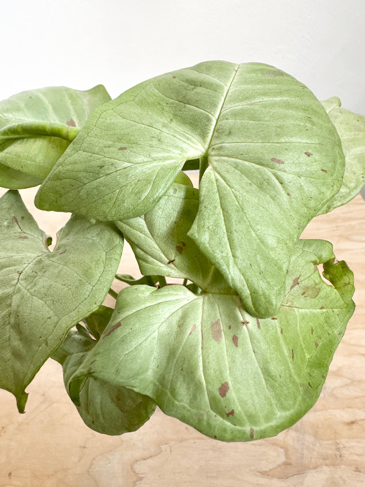 Nephthytis Syngonium 'Milk Confetti'