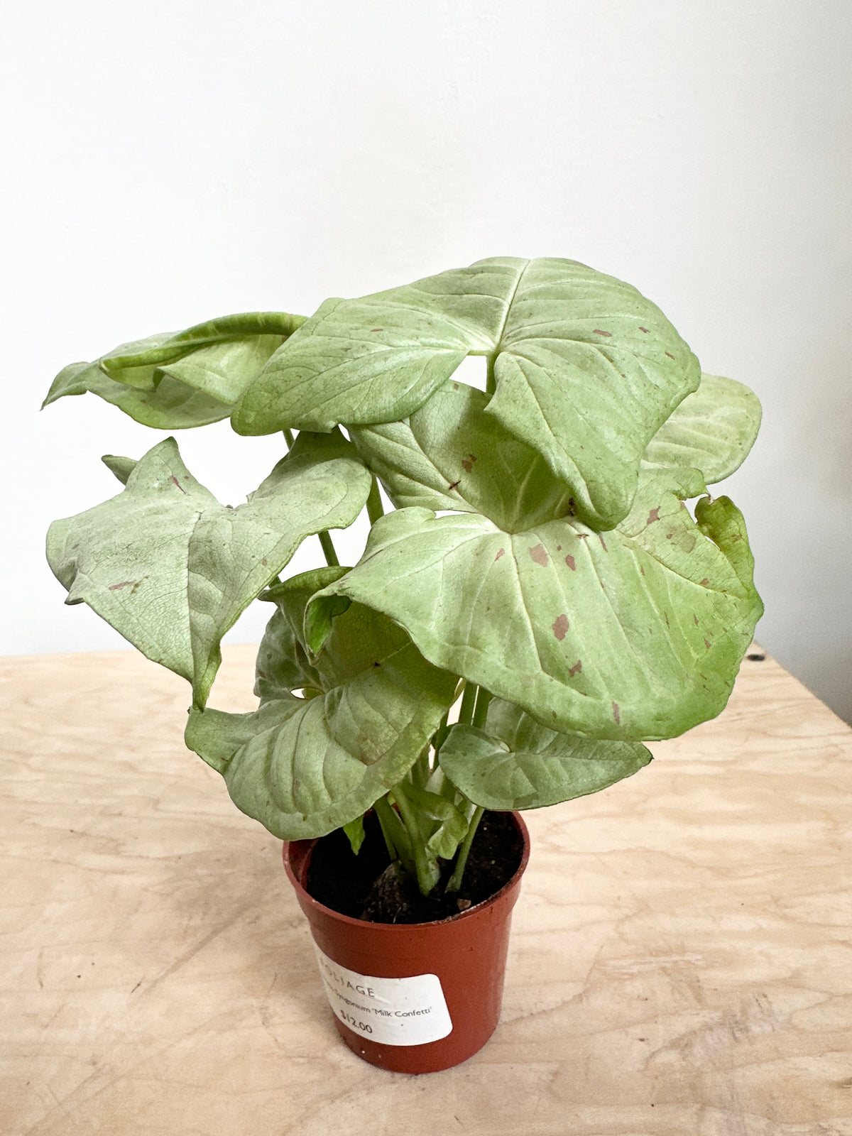 Nephthytis Syngonium 'Milk Confetti'