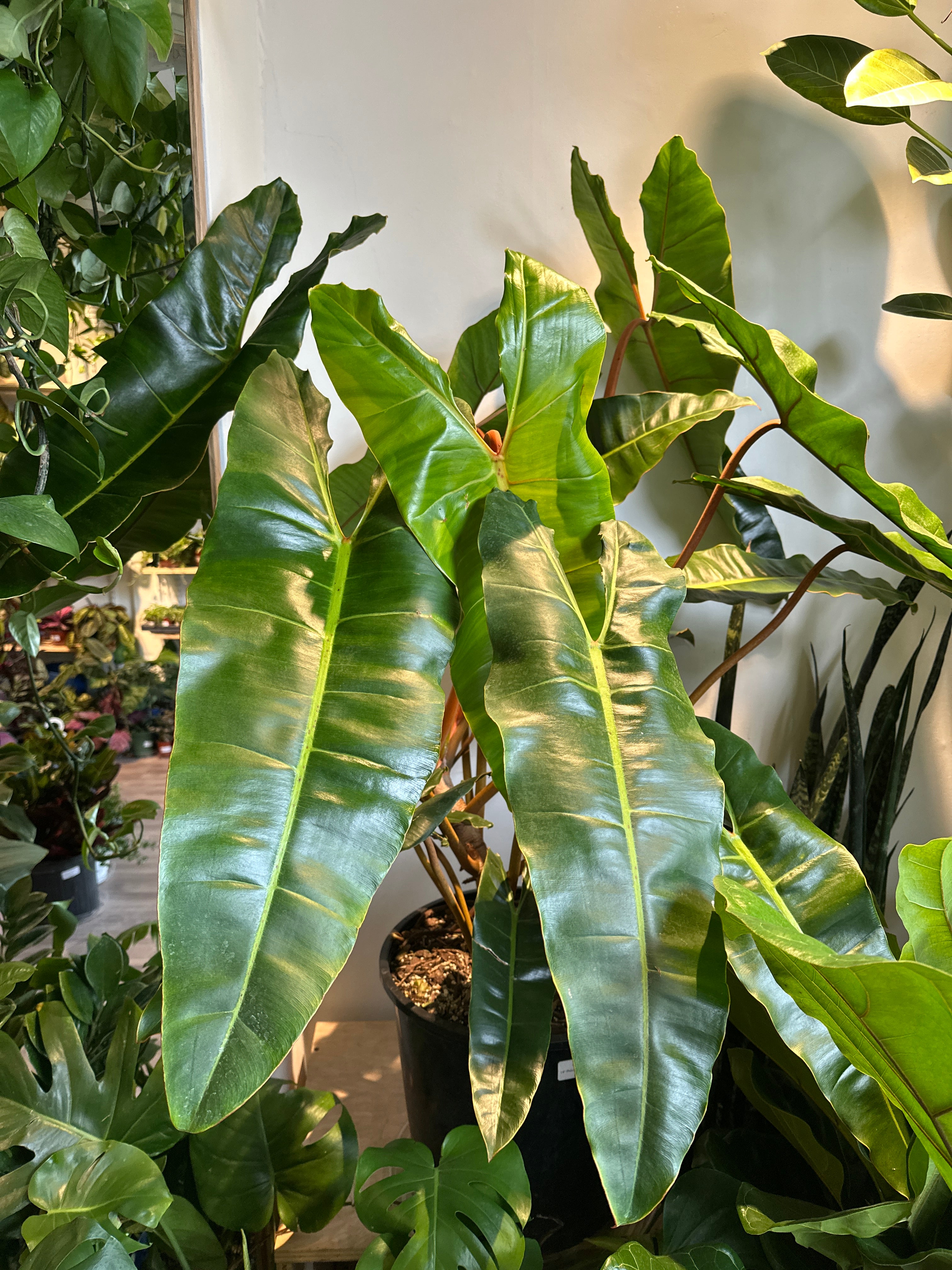 Filodendro 'Billietiae' – Foliage