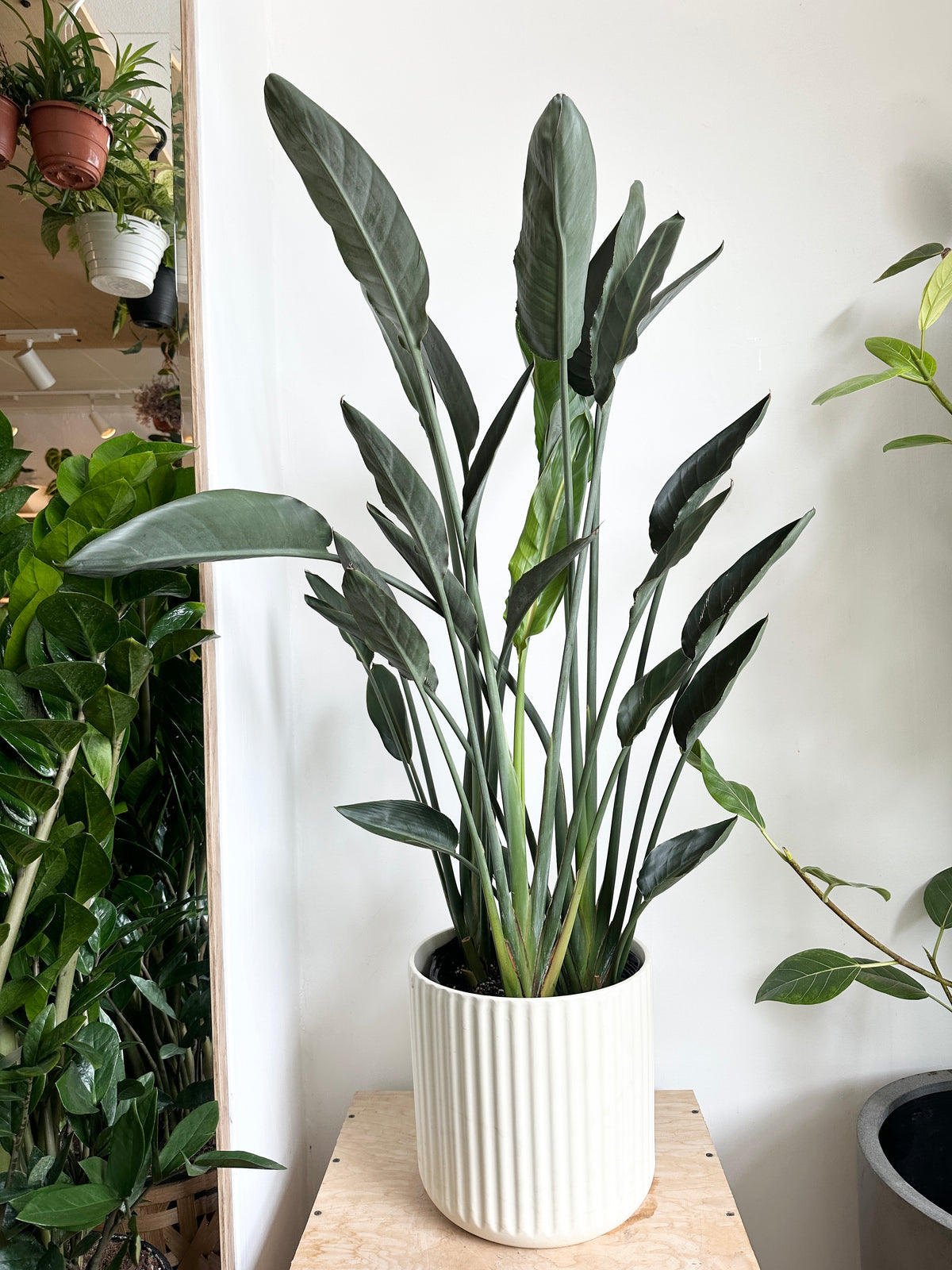 Strelitzia Reginae - Ave del paraíso