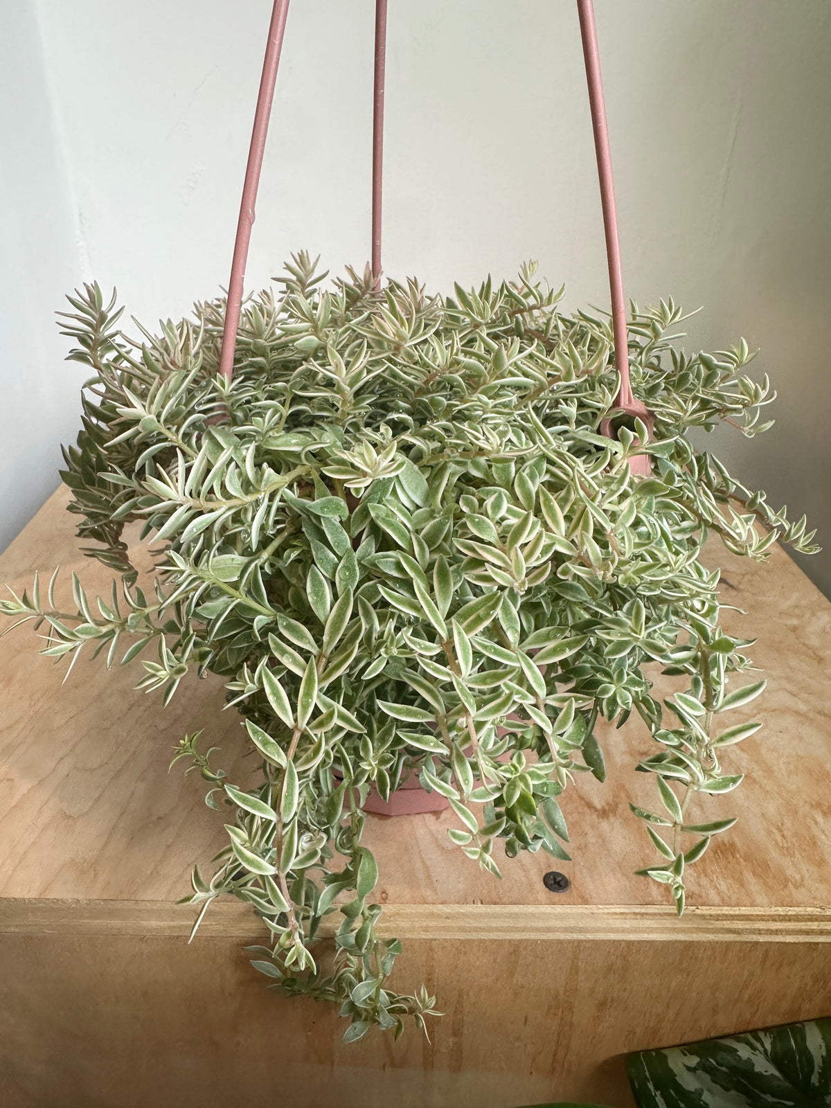 Variegated Sedum