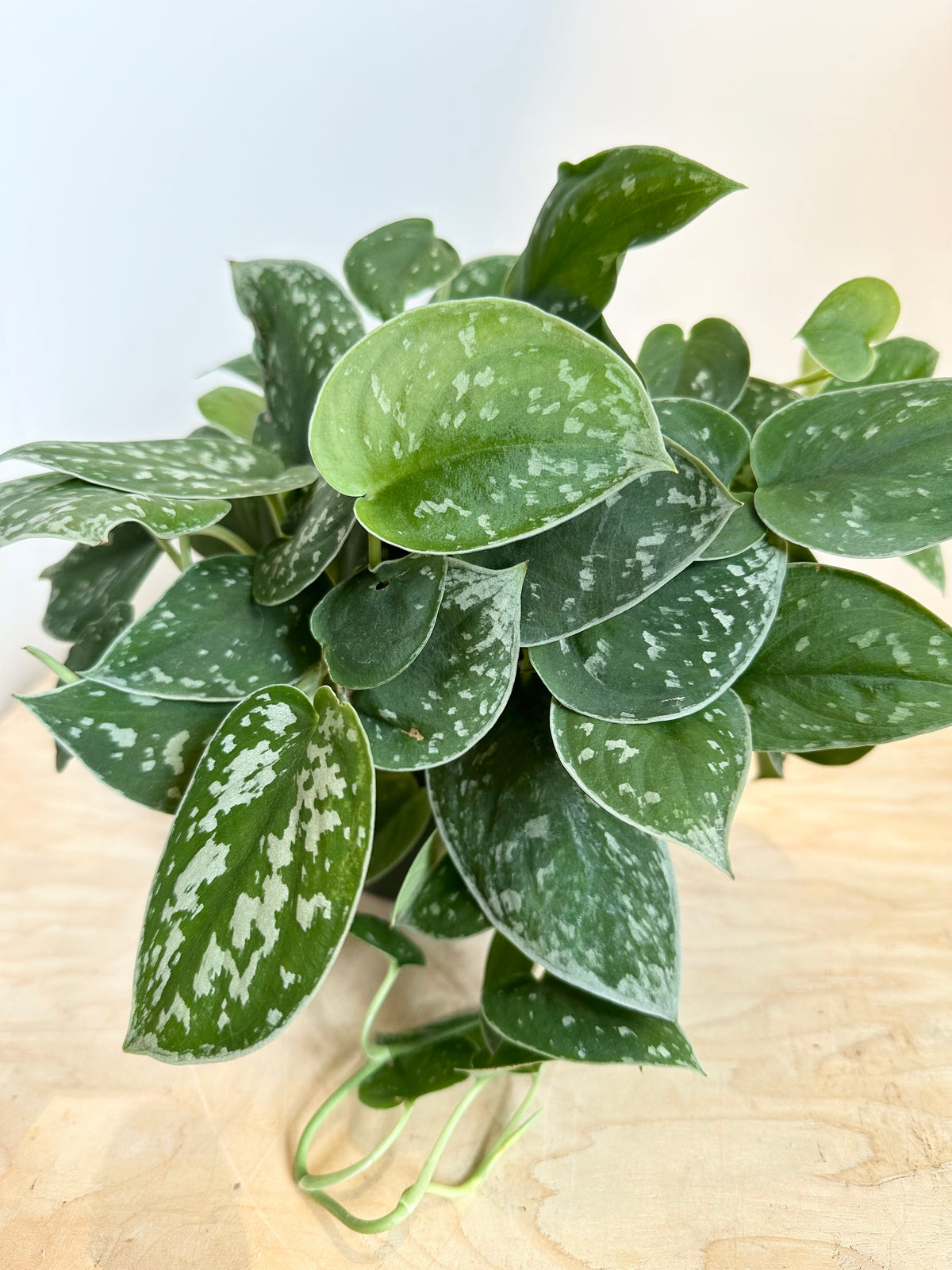 Scindapsus Pictus 'Argyraeus'
