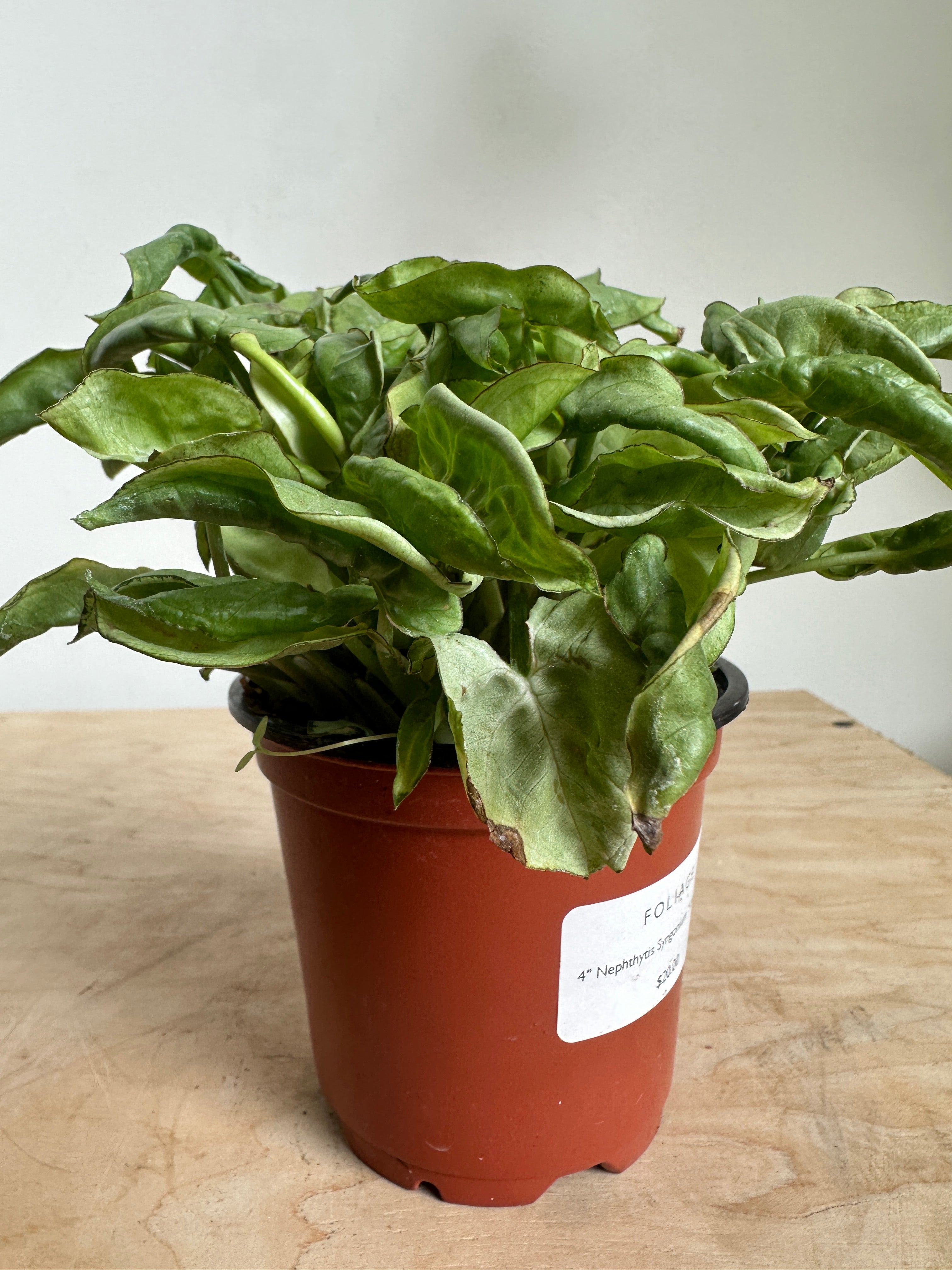 Nephthytis Syngonium 'Silver Pearl'