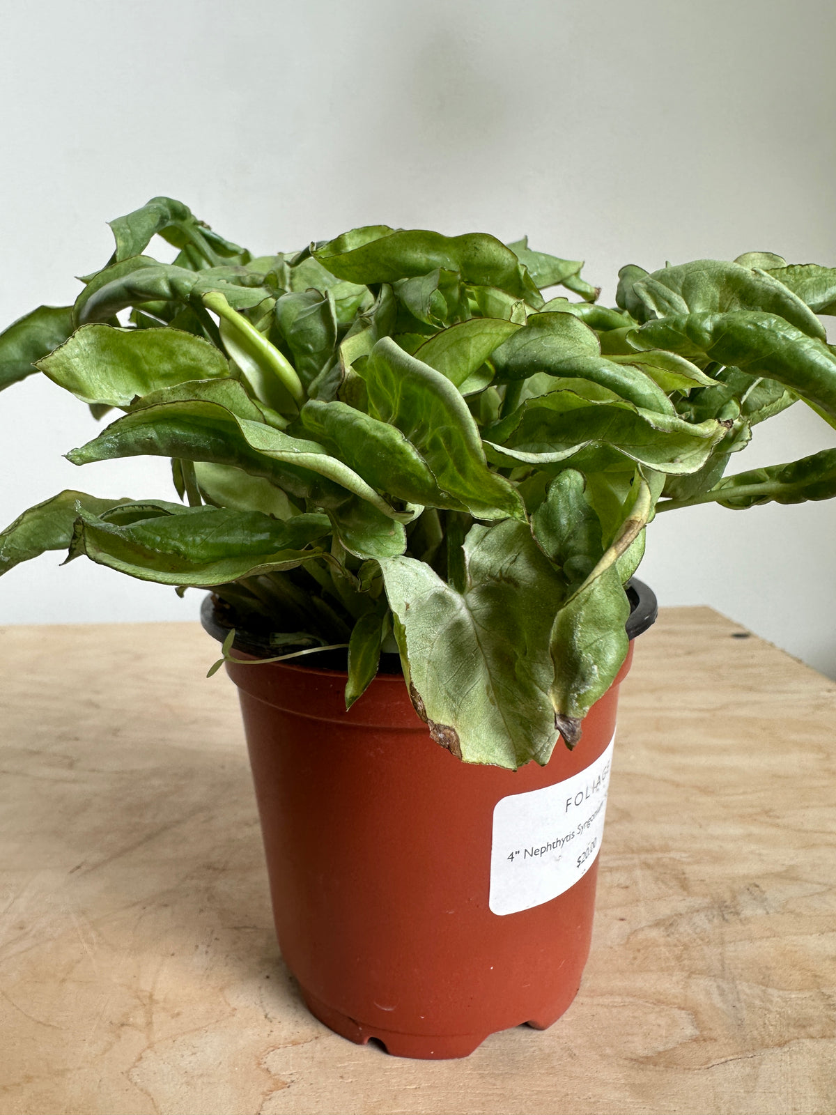 Nephthytis Syngonium 'Silver Pearl'