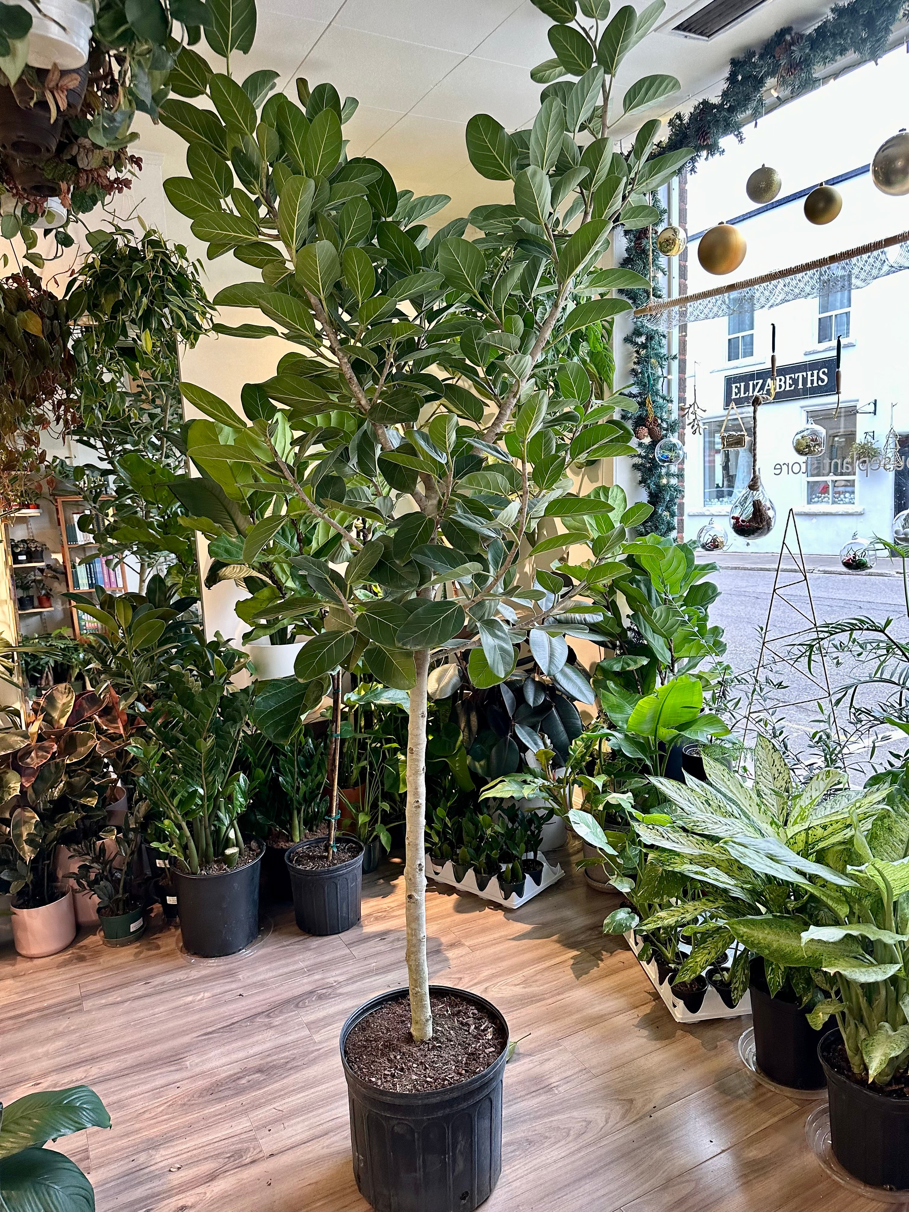 Ficus 'Audrey' Standard