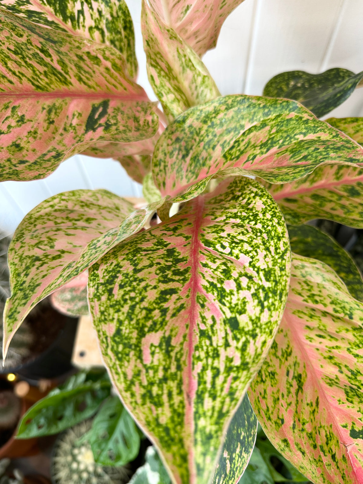 Aglaonema 'Cleopatra'