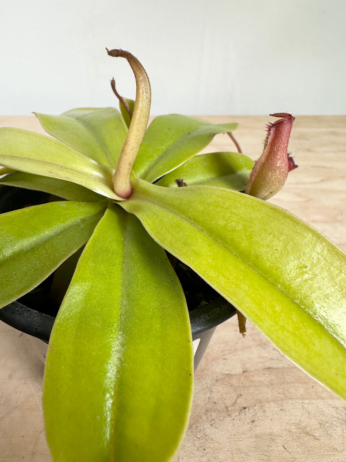 Nepenthes 'Neon'