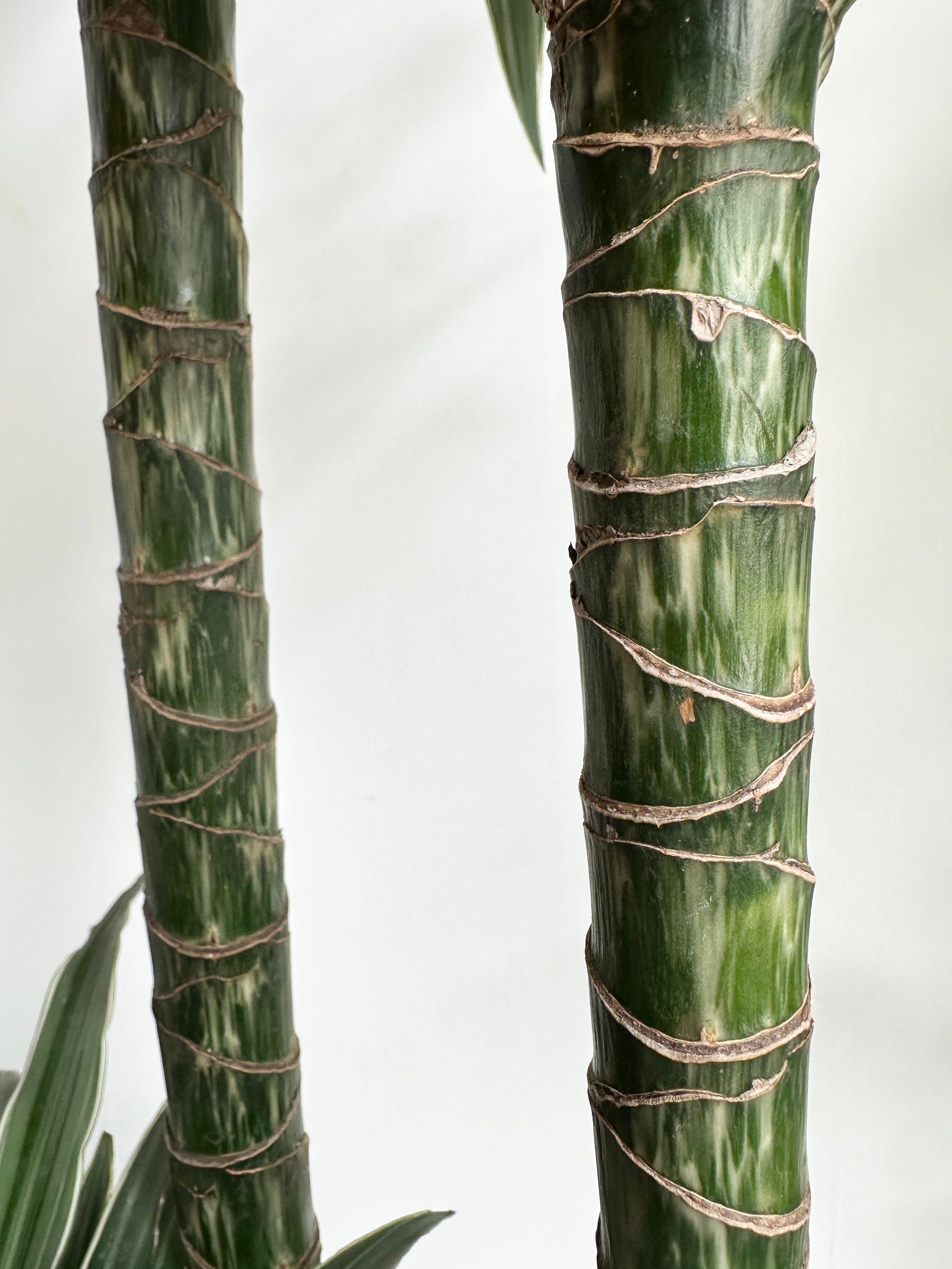 Dracaena 'Warneckii Jumbo 3-2-1'