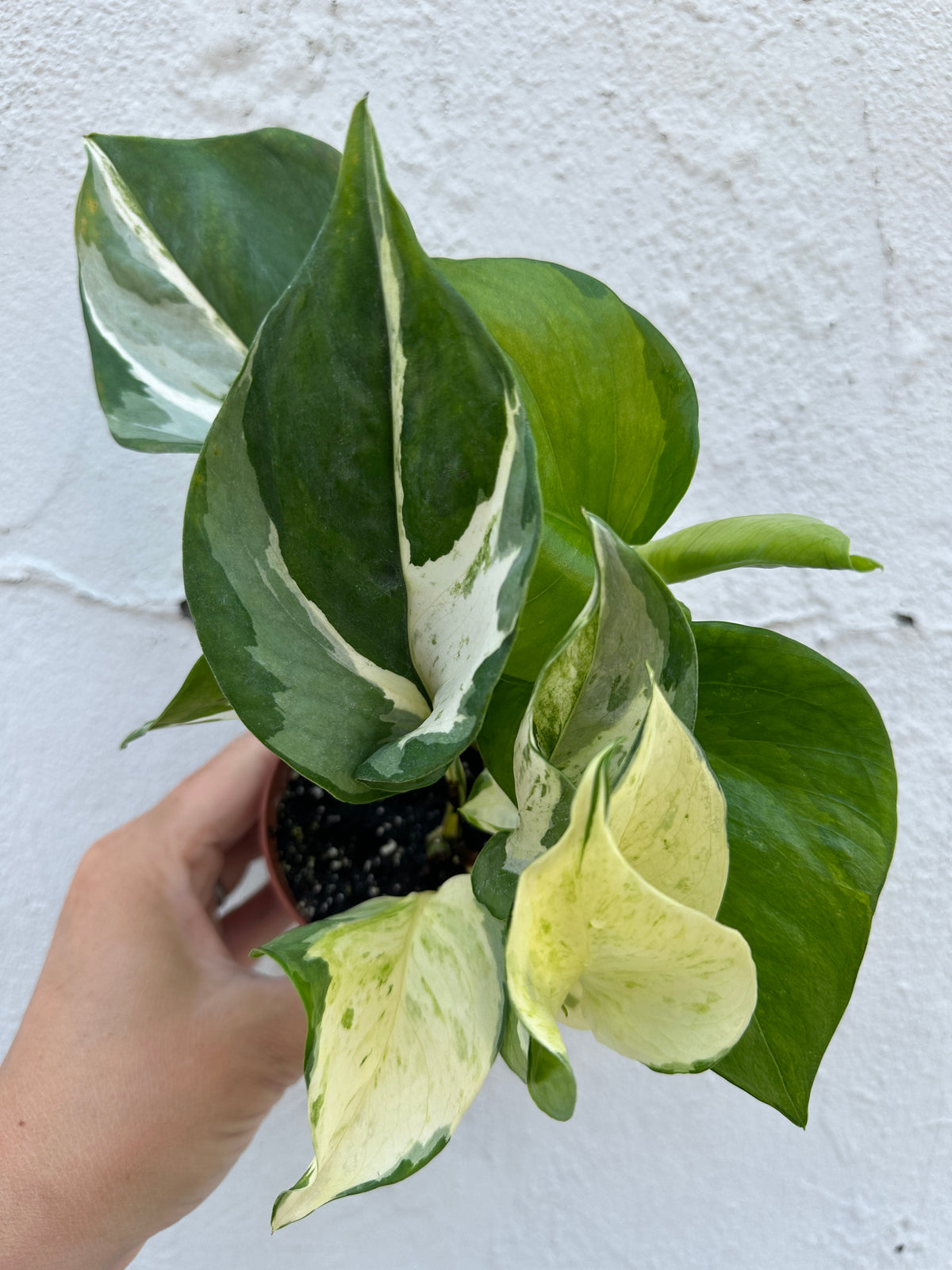 Pothos 'Manjula'