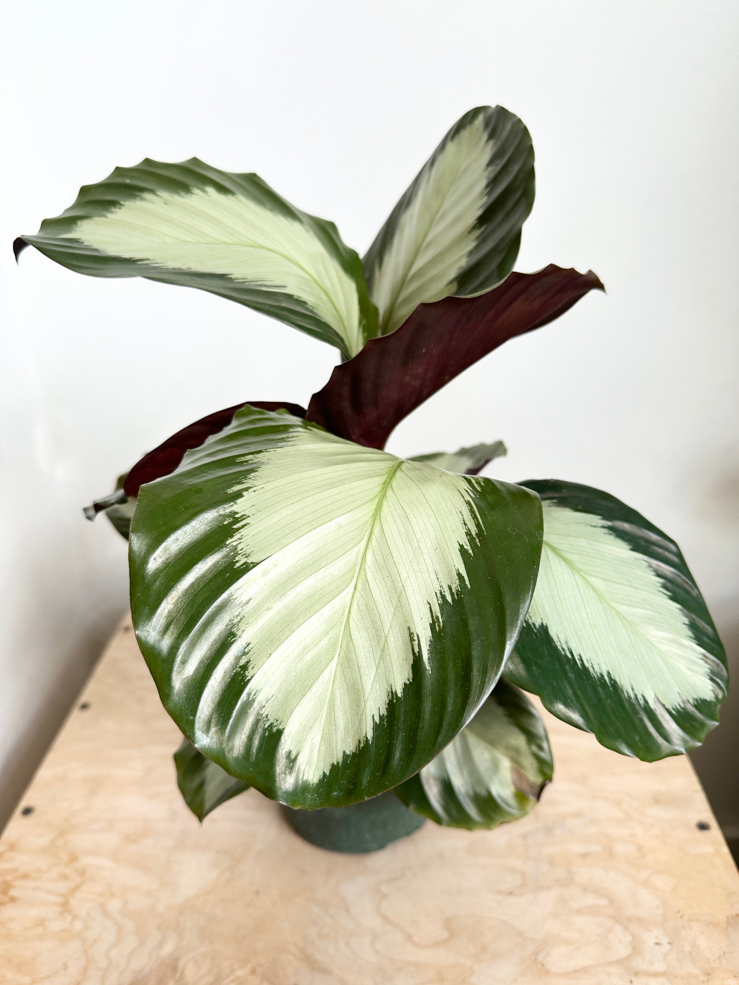 Calathea 'Royal Standard'