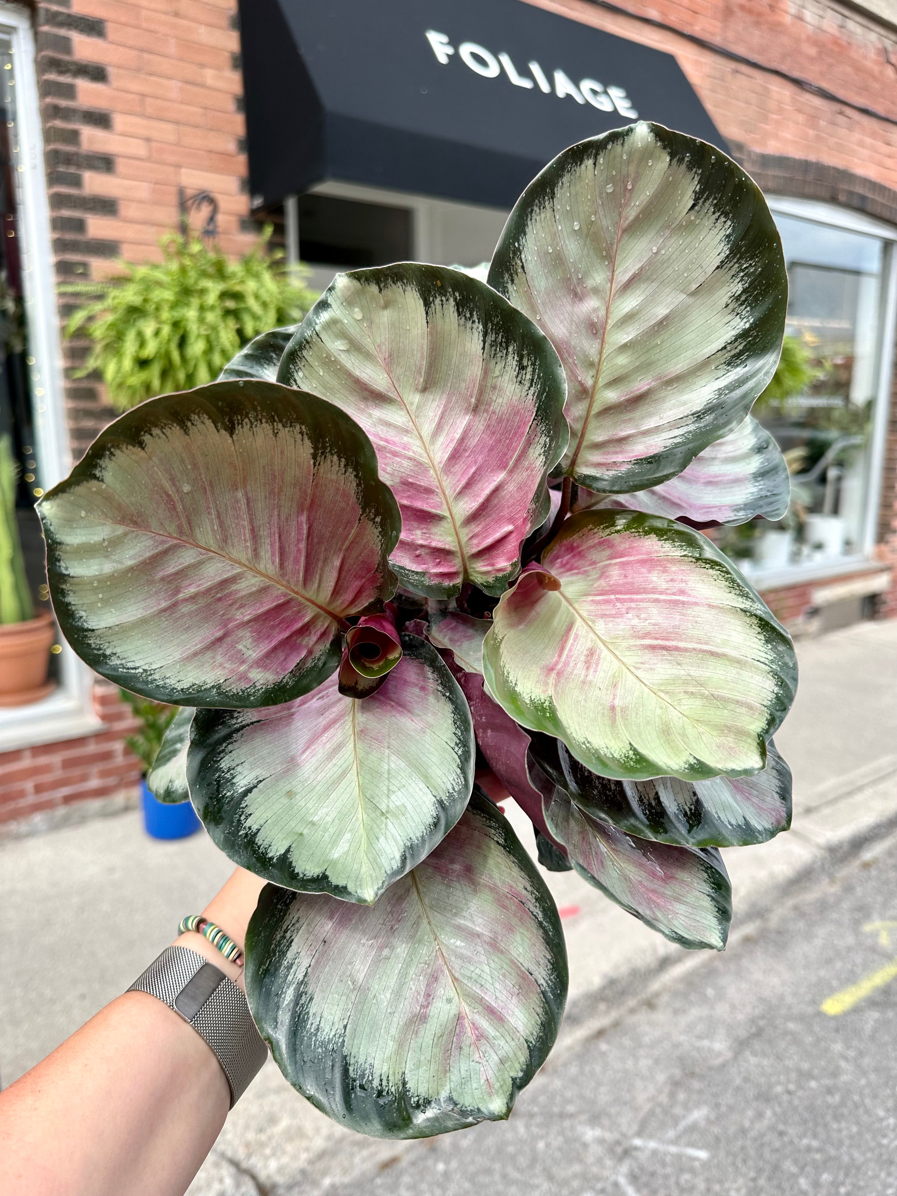 Calathea 'Roseopicta Corona'