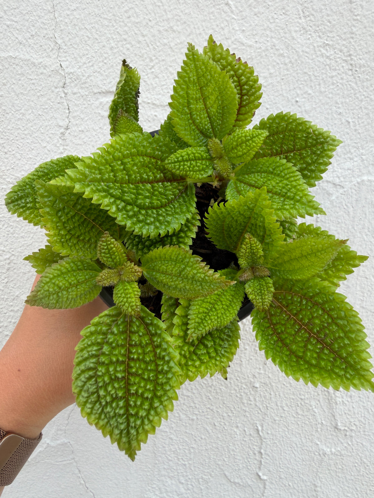 Vallée de la Lune de Pilea