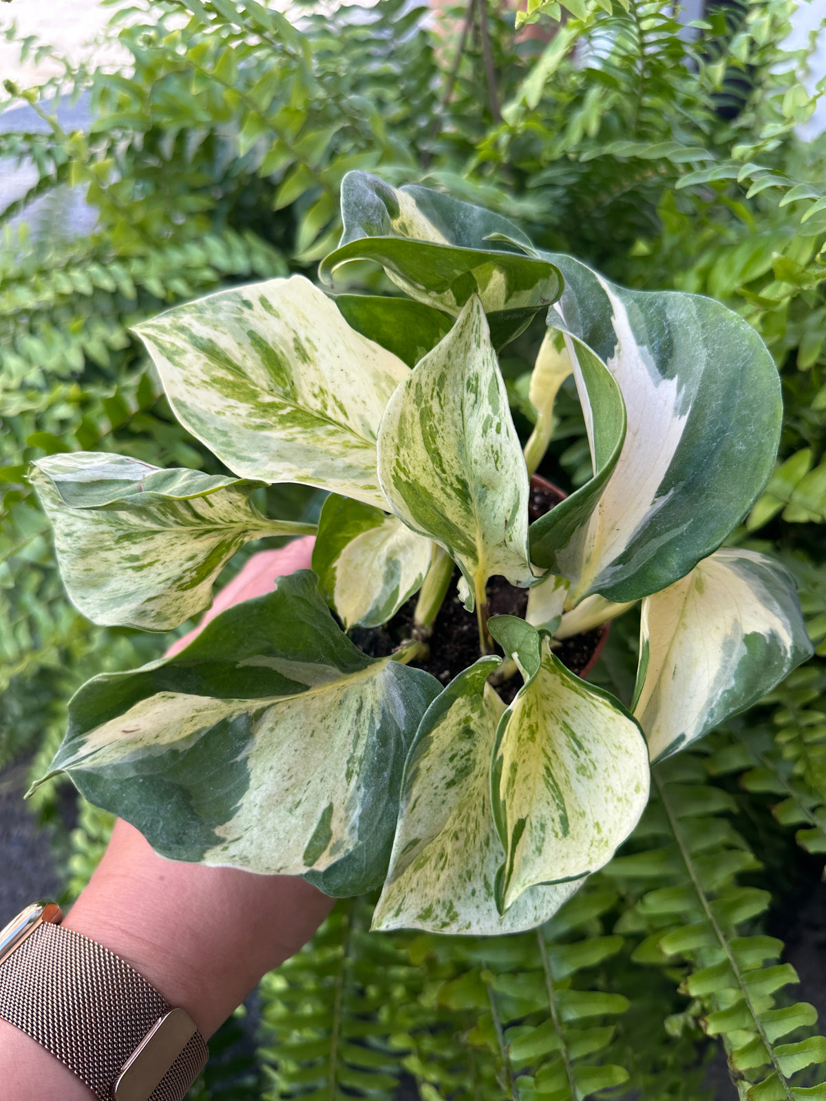 Pothos 'Manjula'