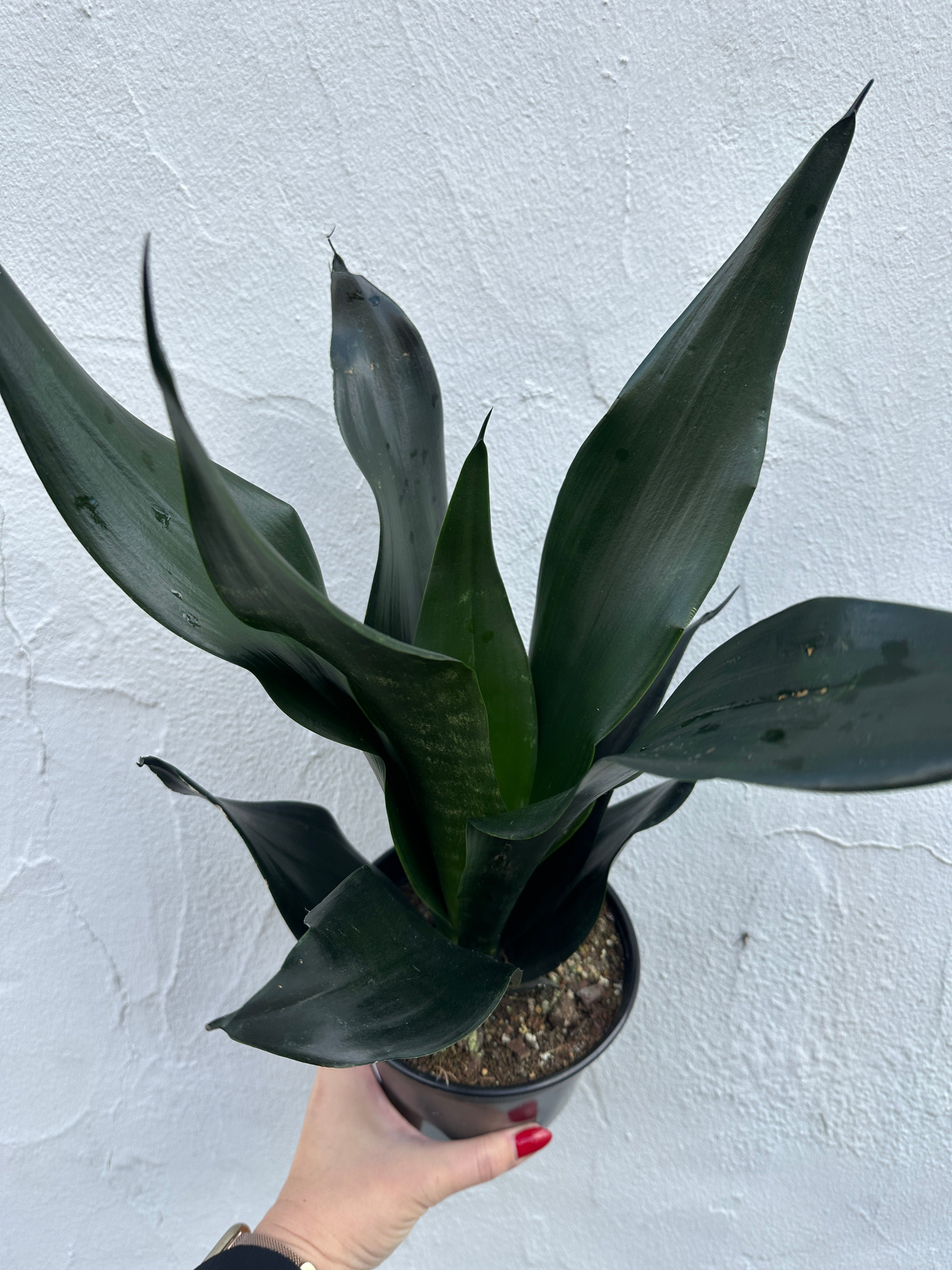 Sansevieria ‘Black Dragon’