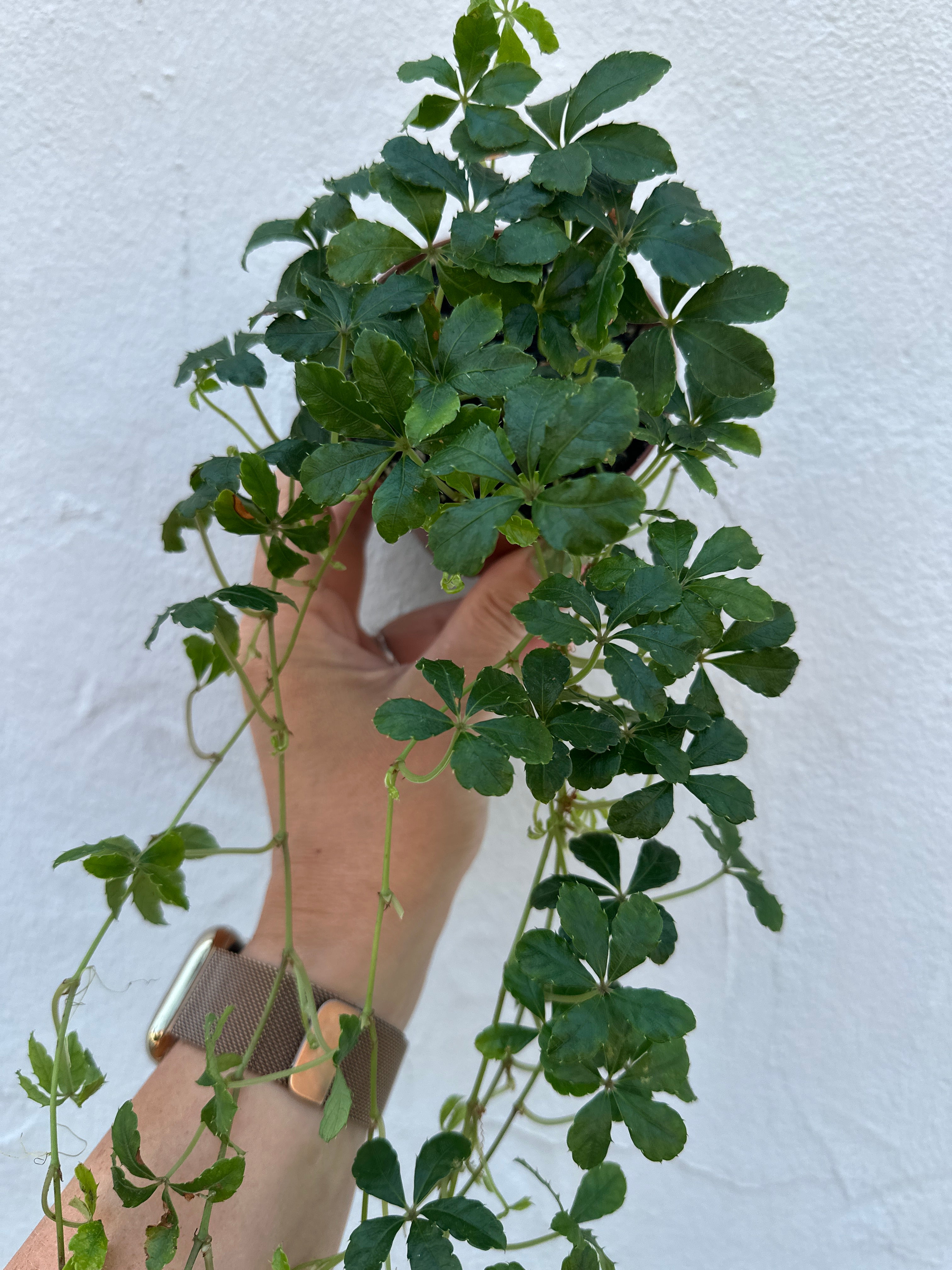 Cissus Striata