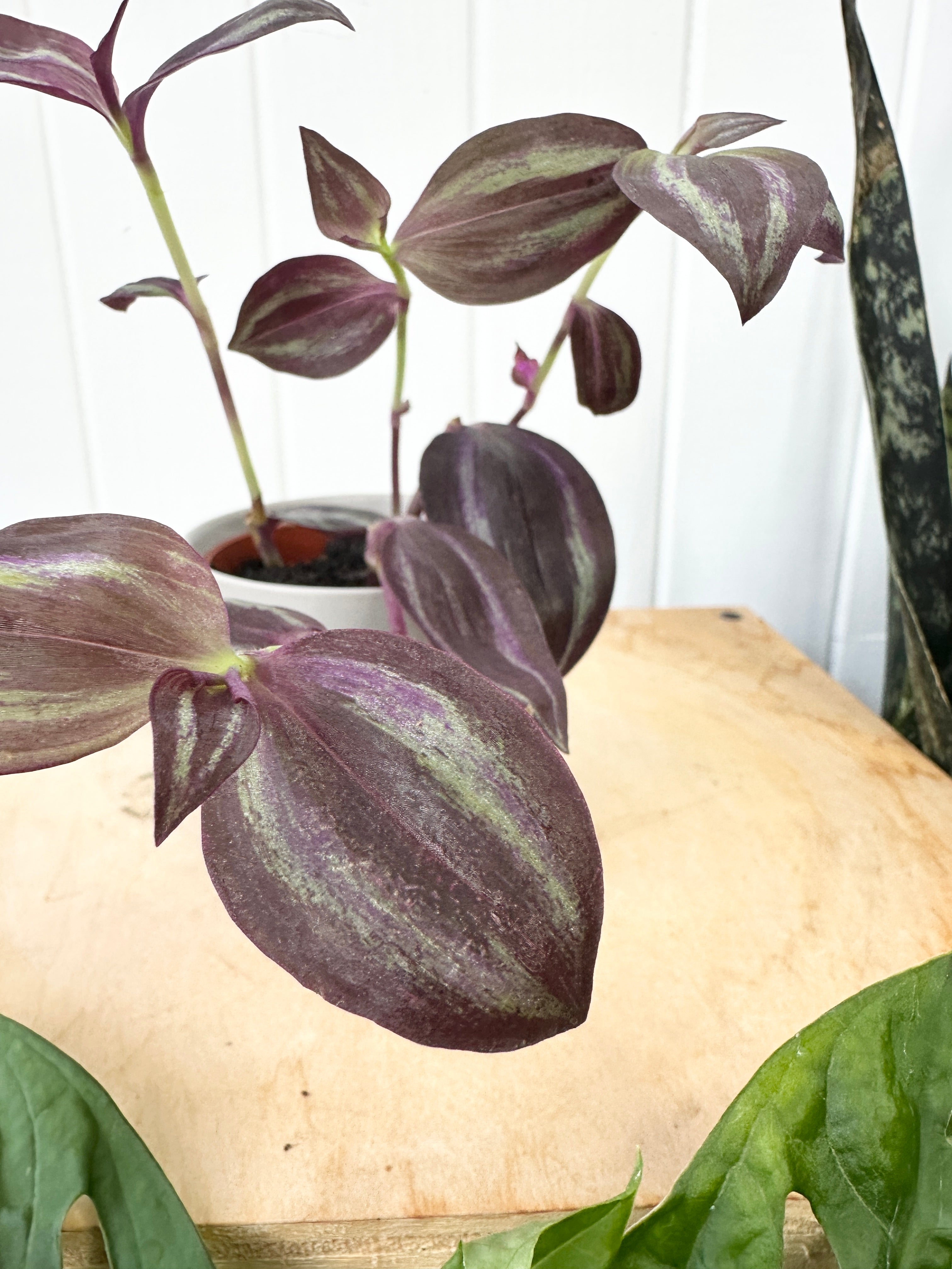 Tradescantia ‘Jewel Red’