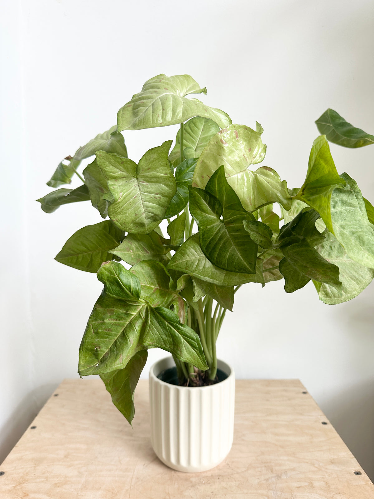 Nephthytis Syngonium 'Confetti'