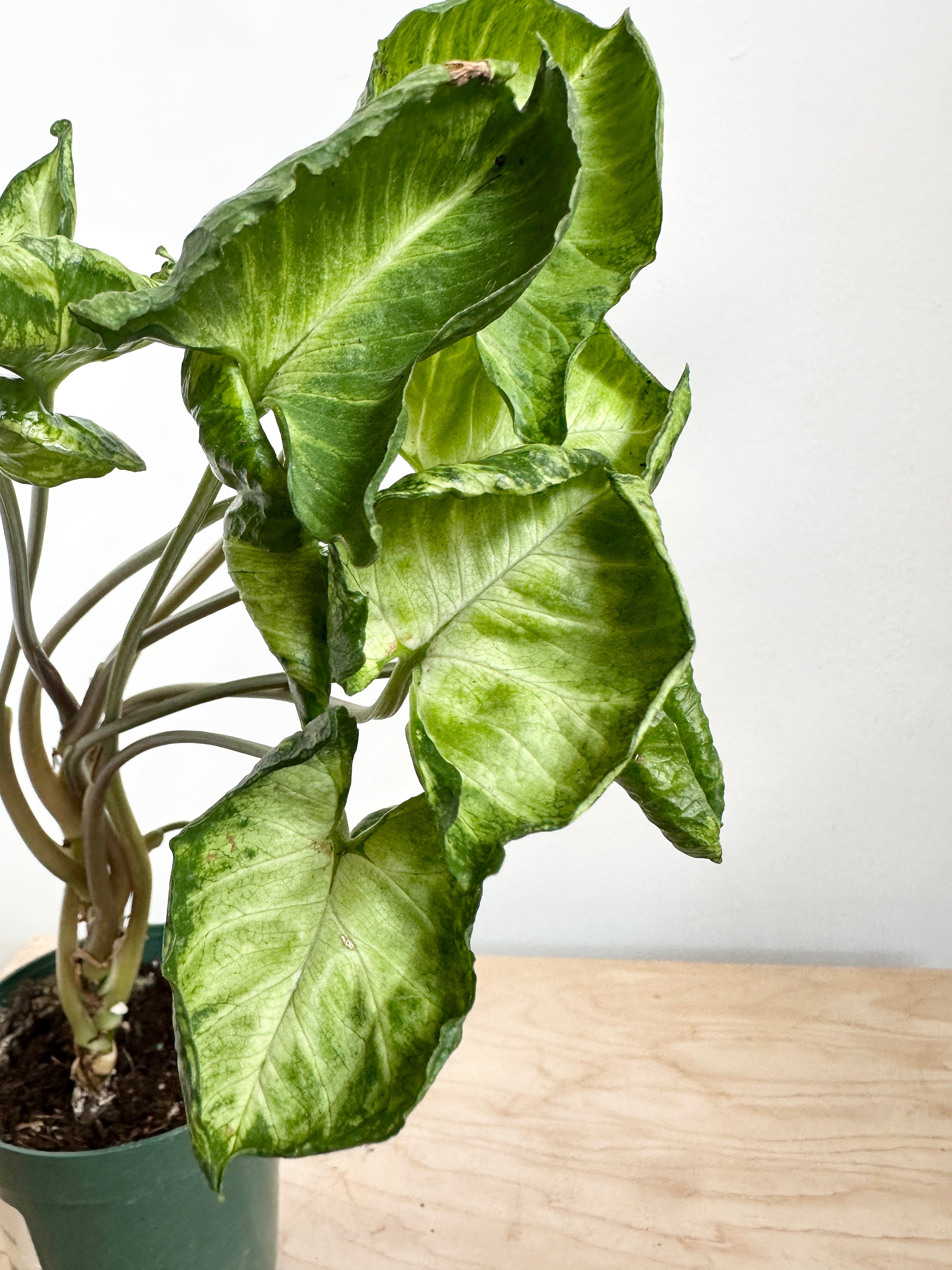 Nephthytis Syngonium 'Godzilla'