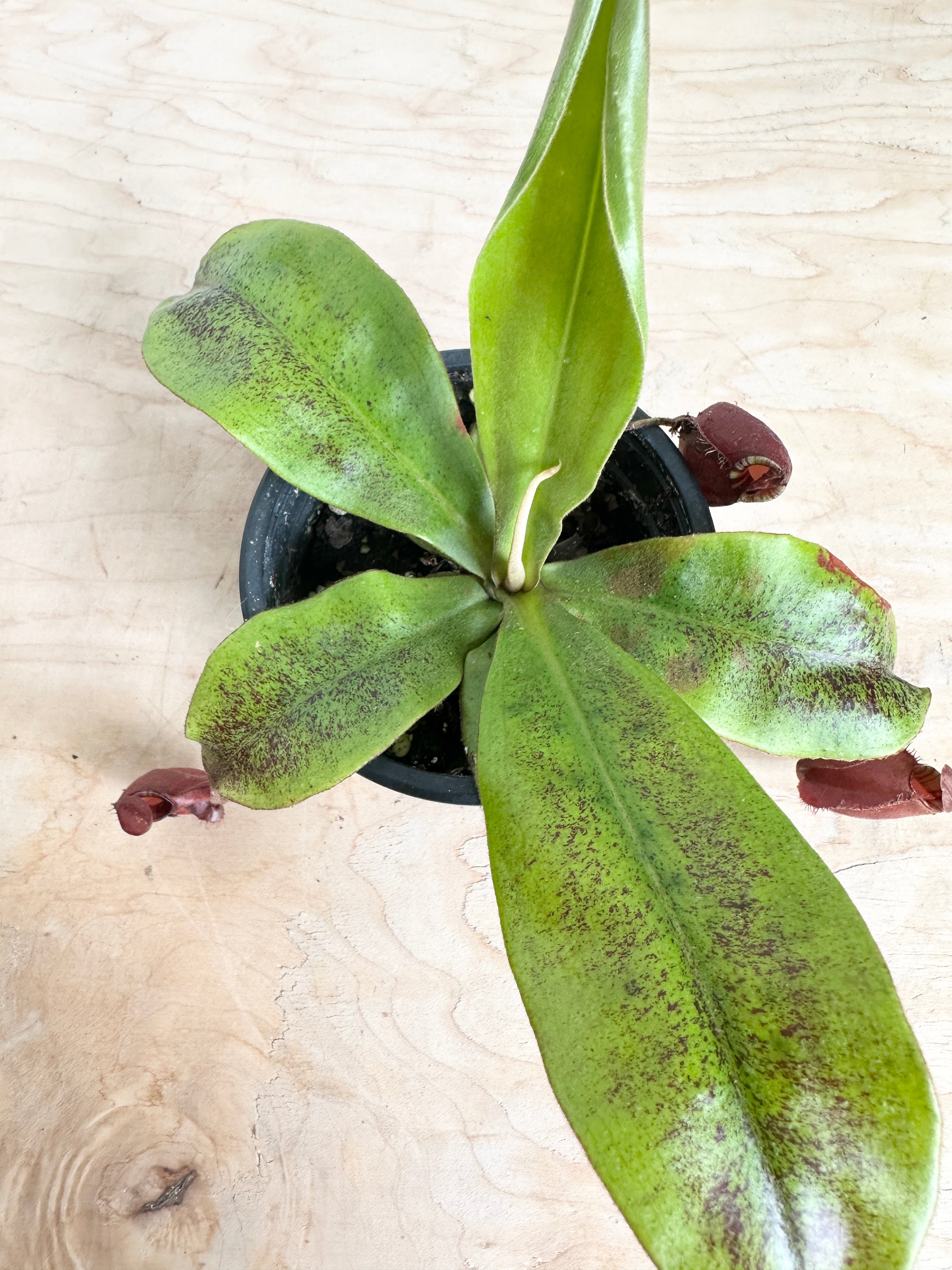 Nepethes 'Mirabillis Variegated'