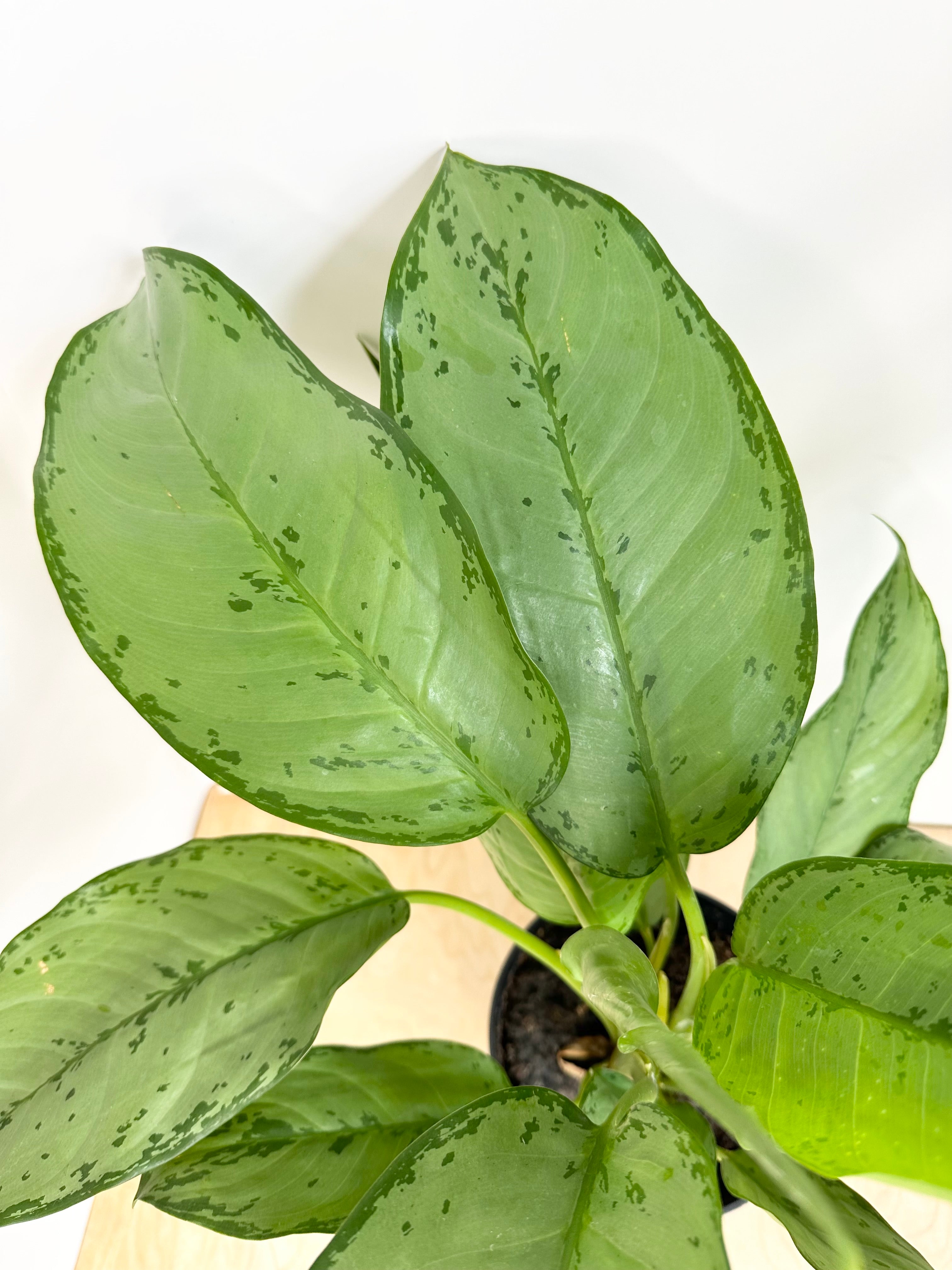 Aglaonema 'BJ Freeman'