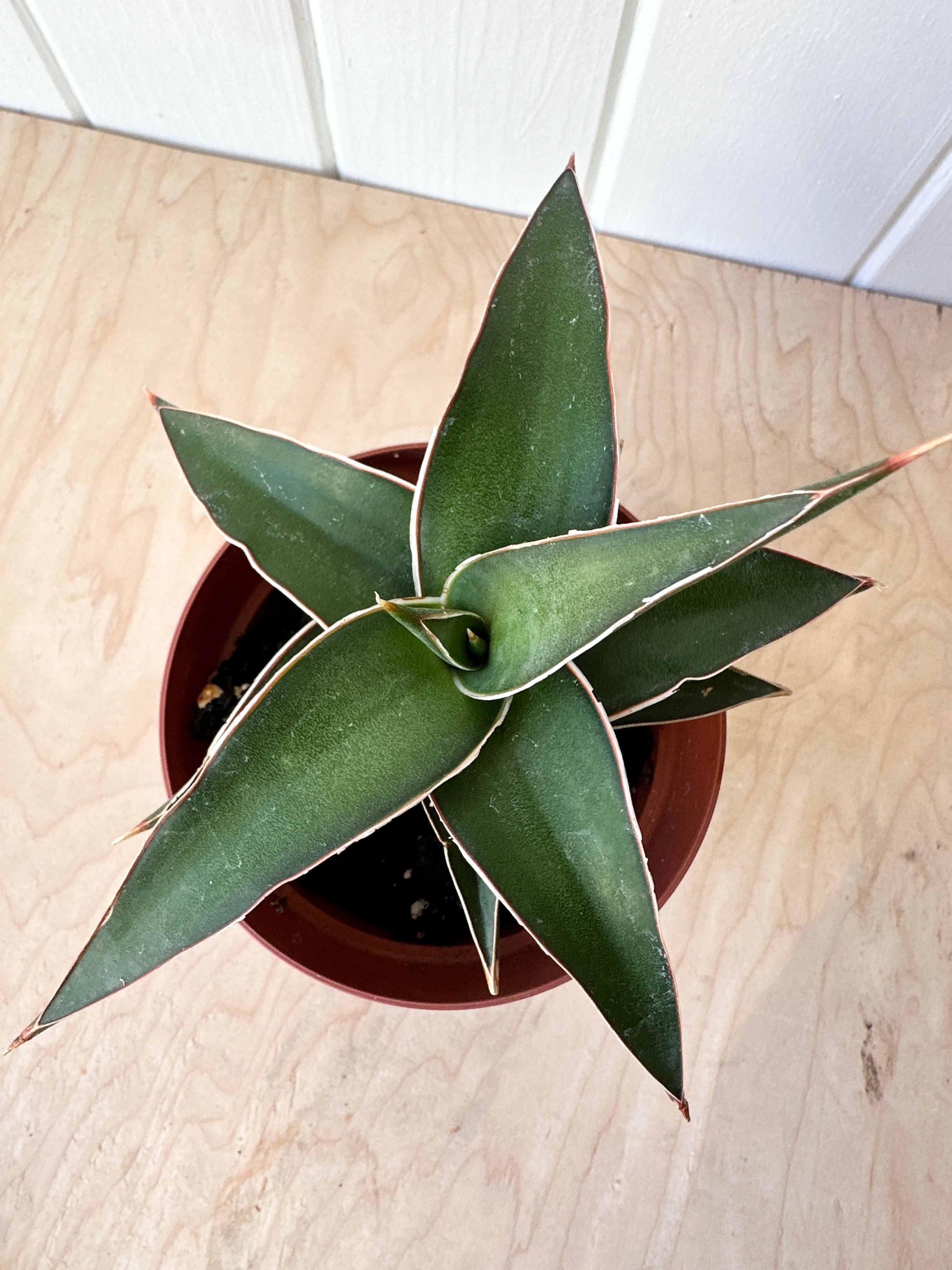 Sansevieria 'Lavranos'