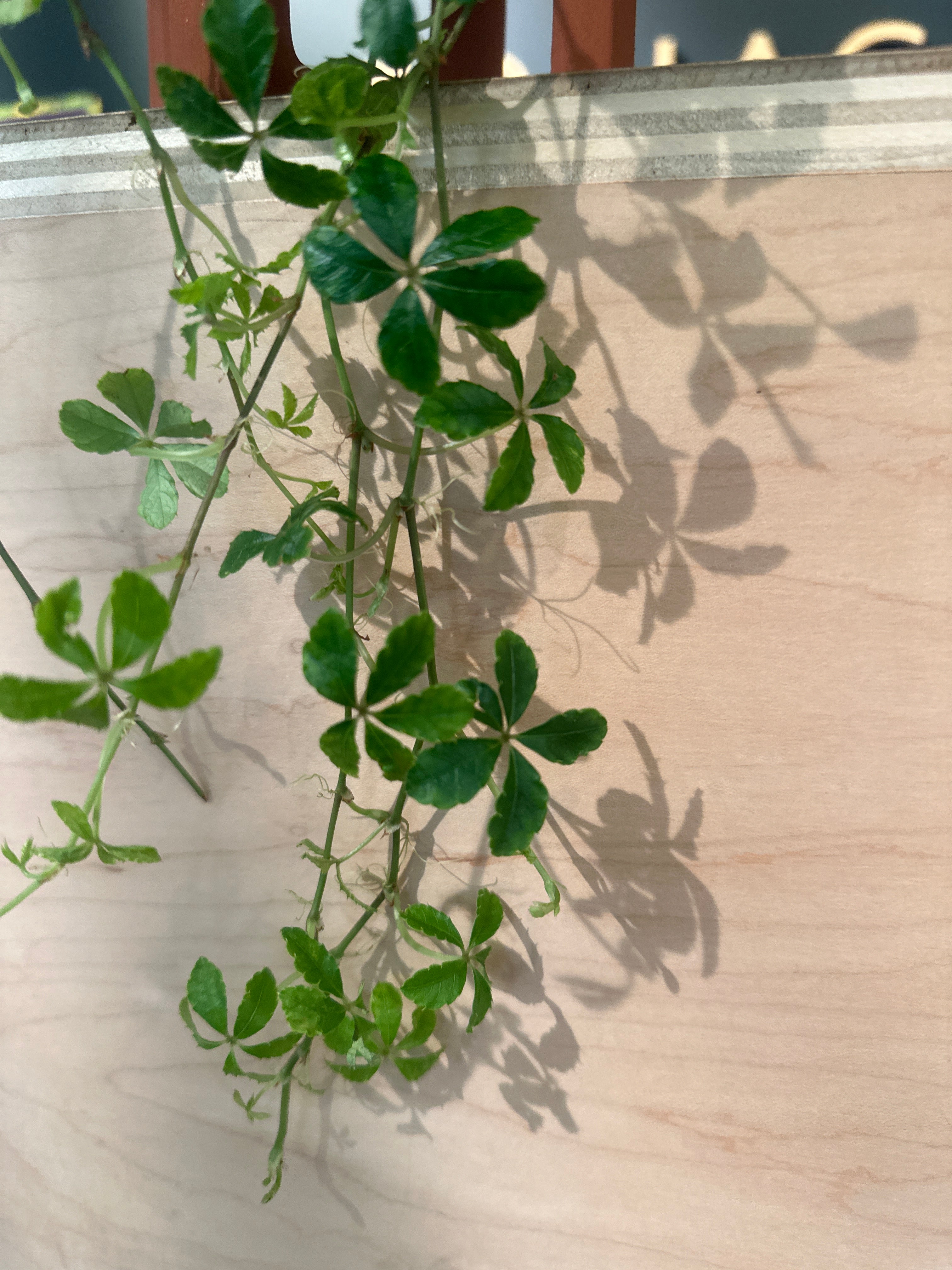 Cissus Striata