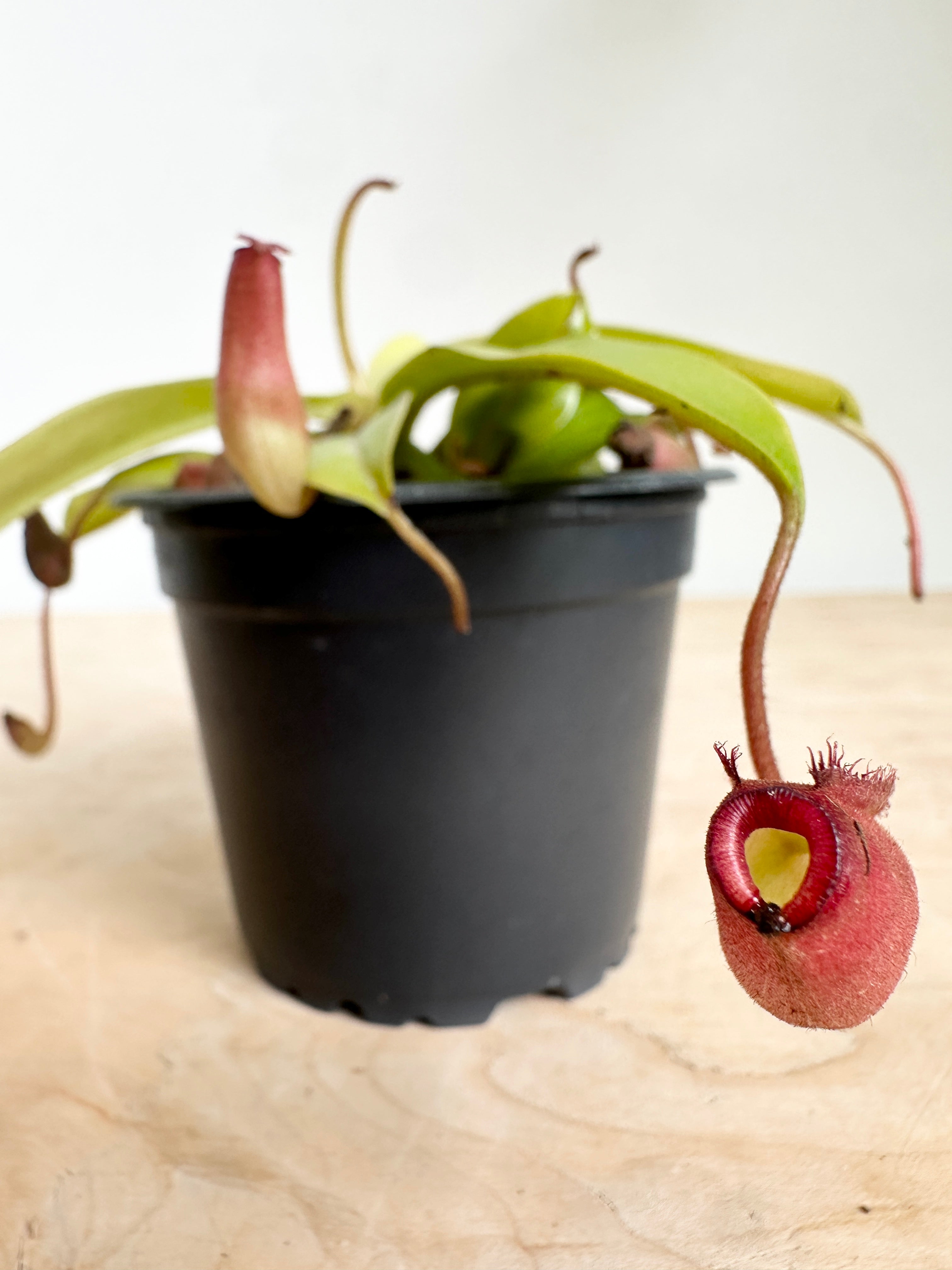Nepenthes 'Neon'