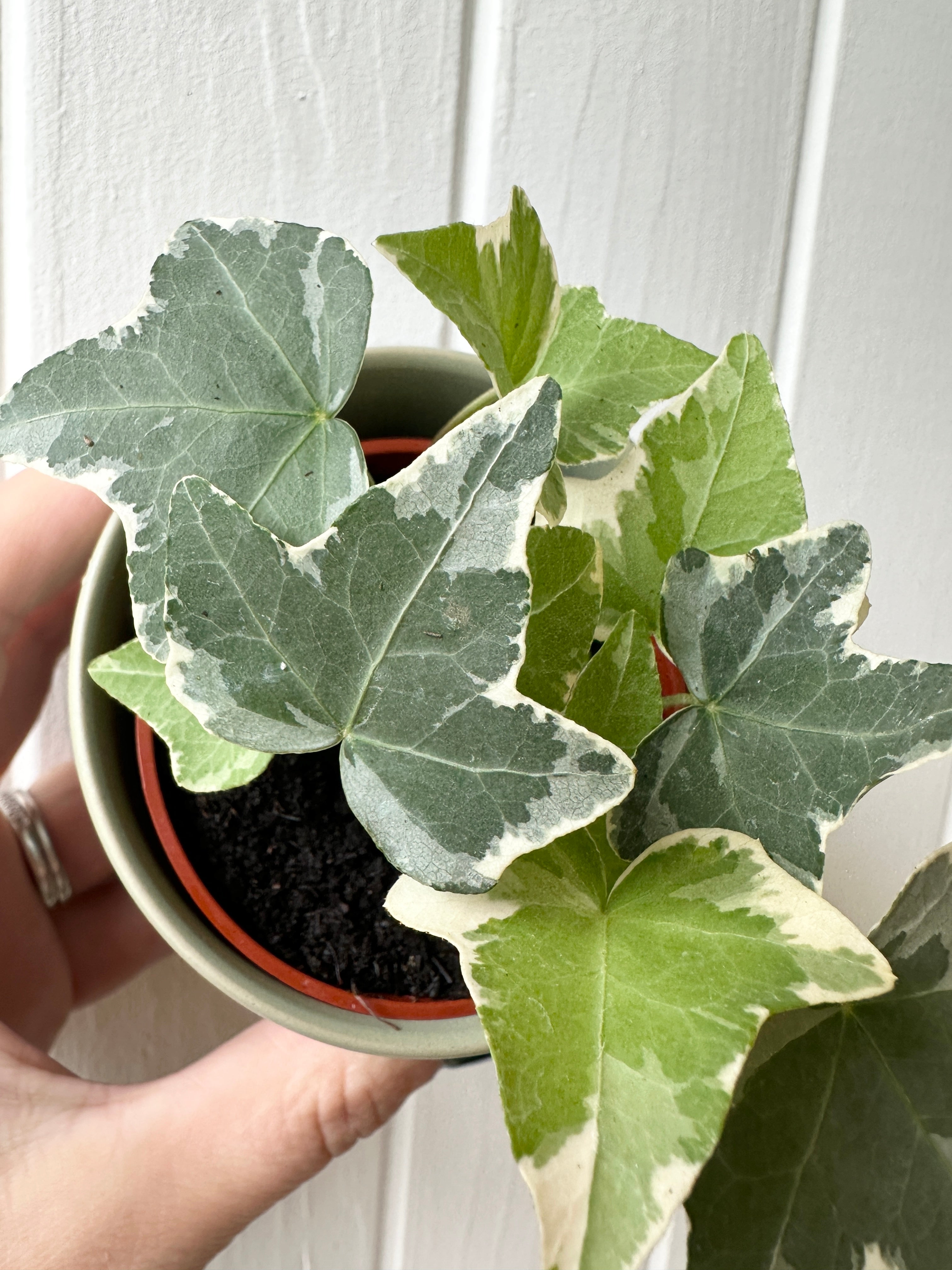 Ivy 'Glacier'