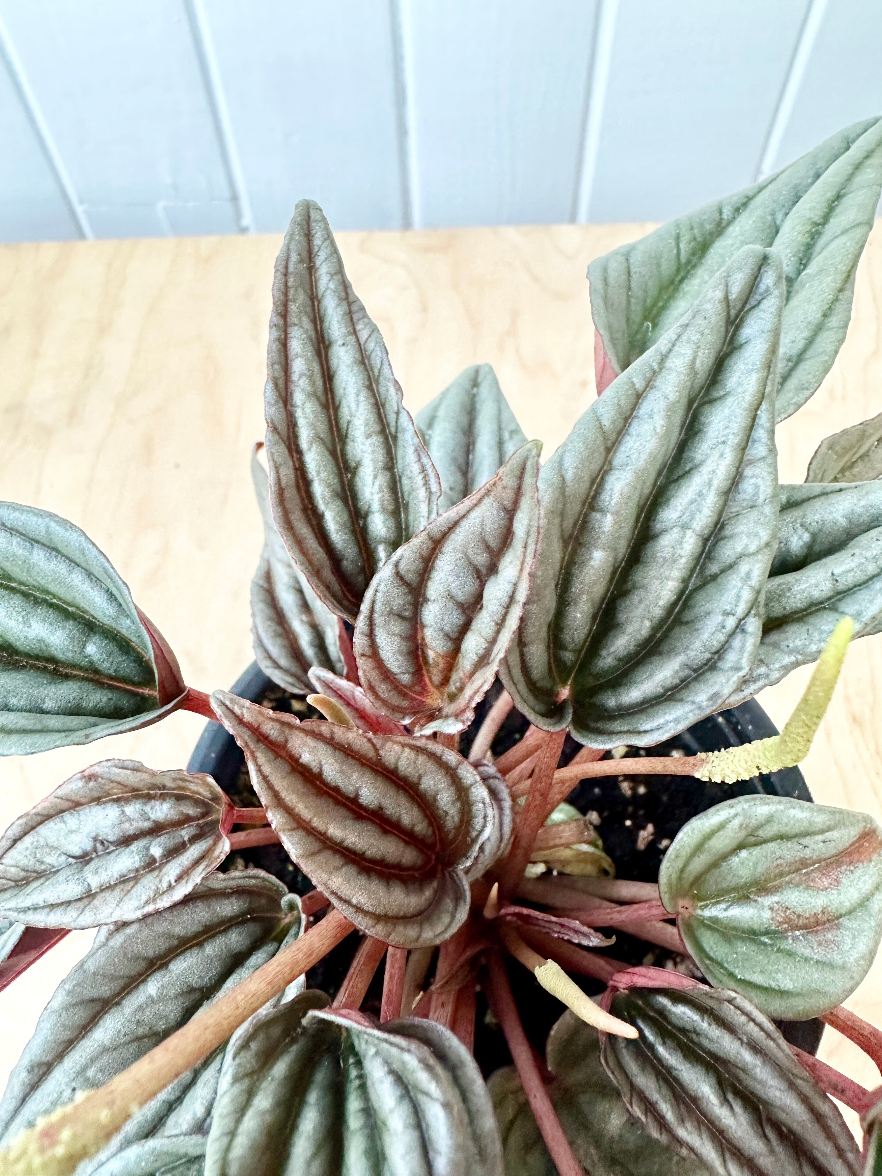 Peperomia 'Mendoza'