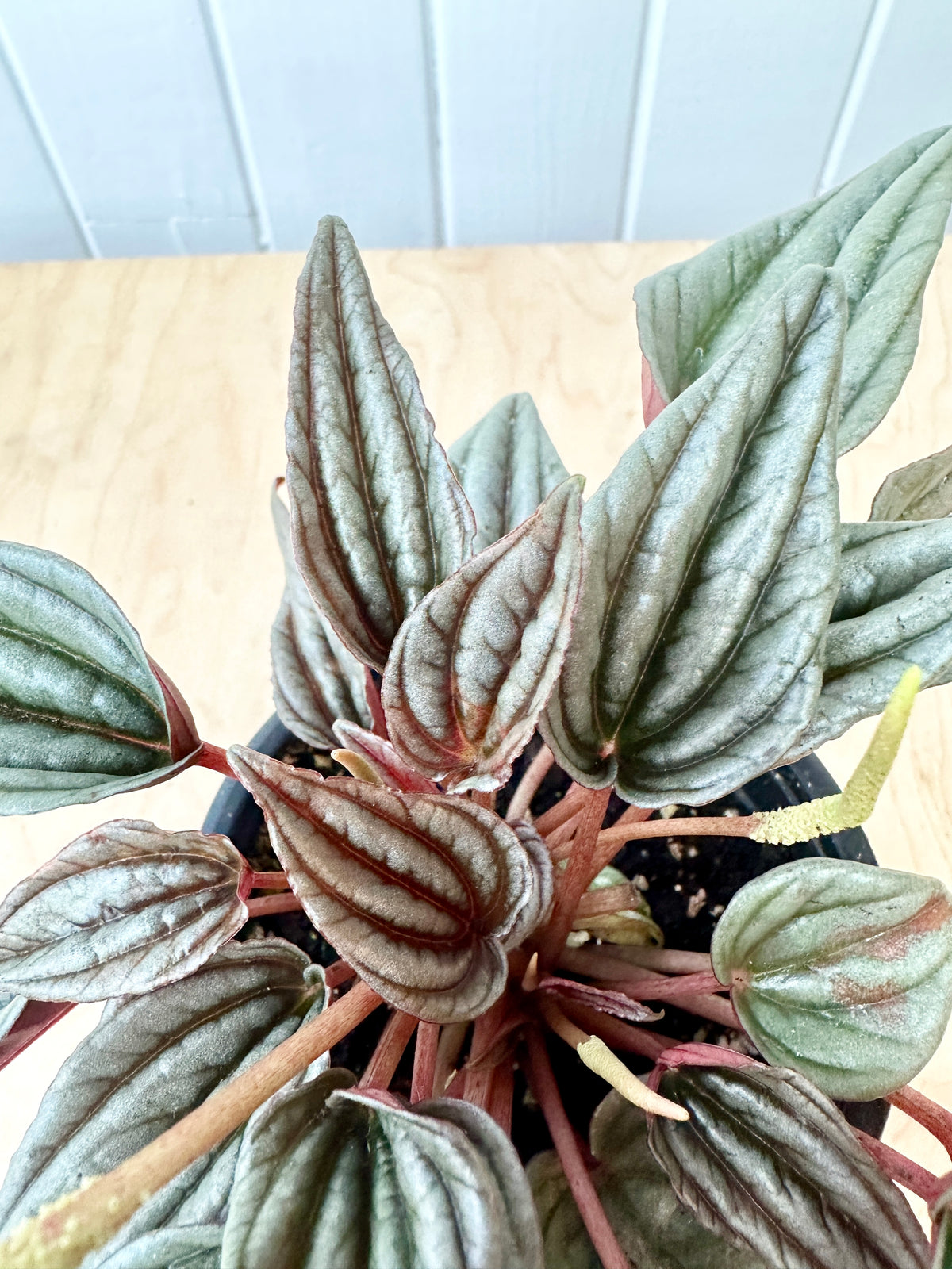 Peperomia 'Mendoza'