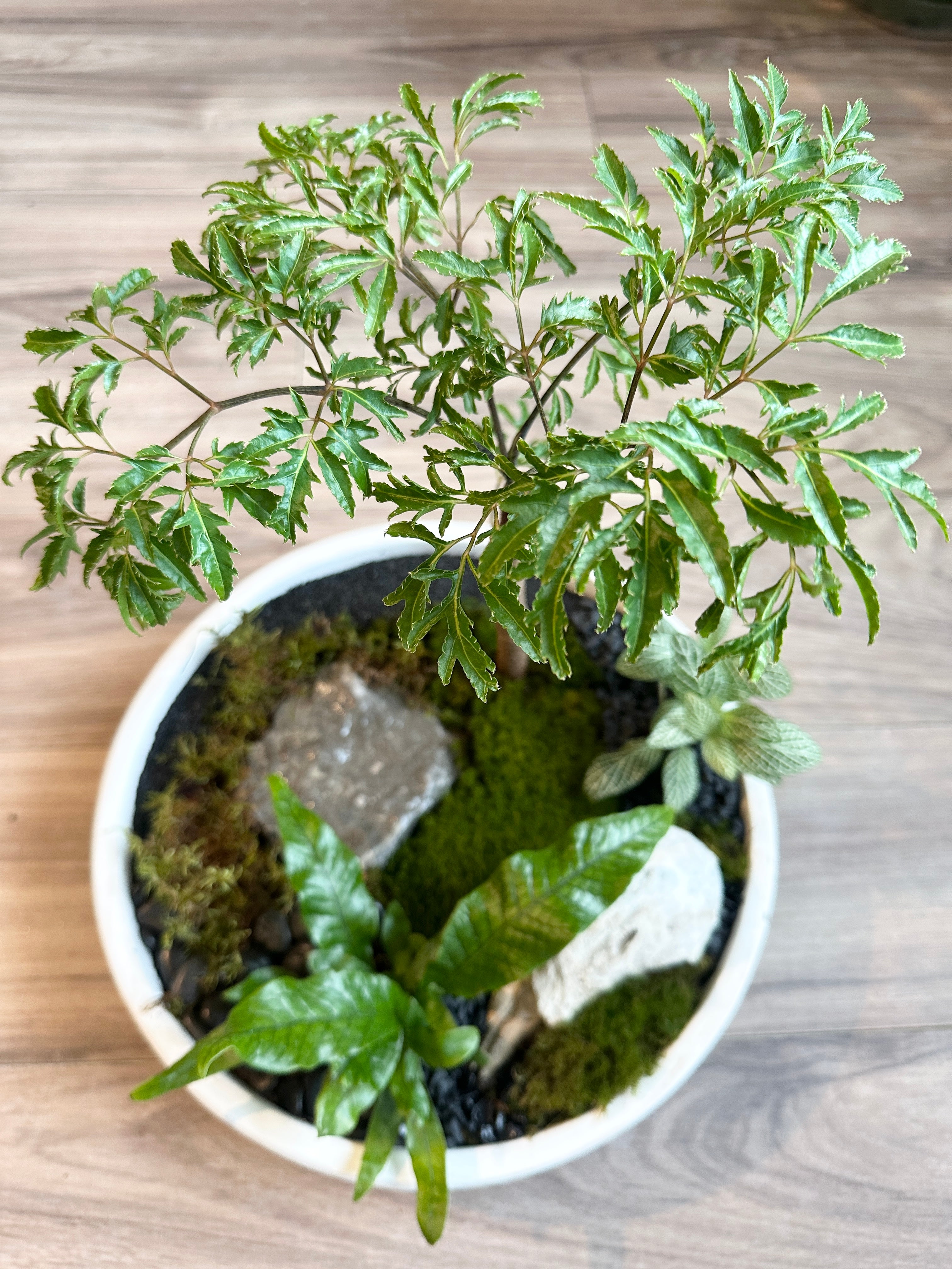 Living Moss Landscapes Workshop