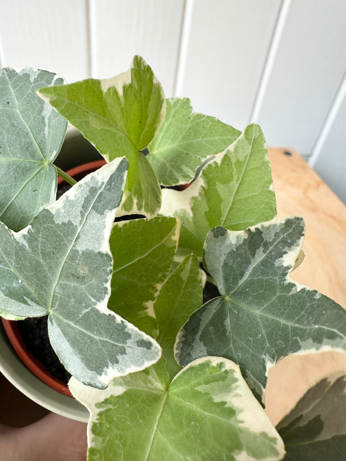 Ivy 'Glacier'