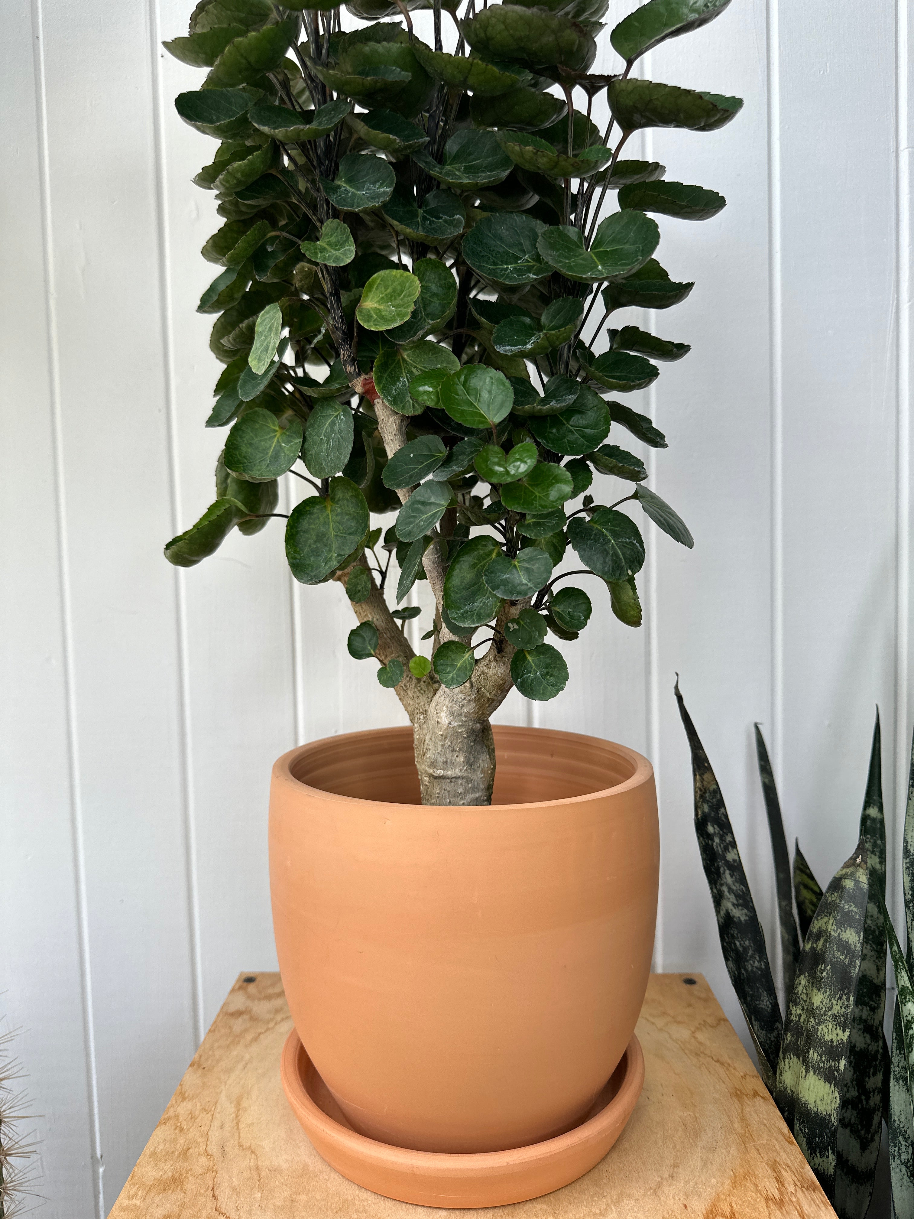 Aralia 'Fabian' Stump
