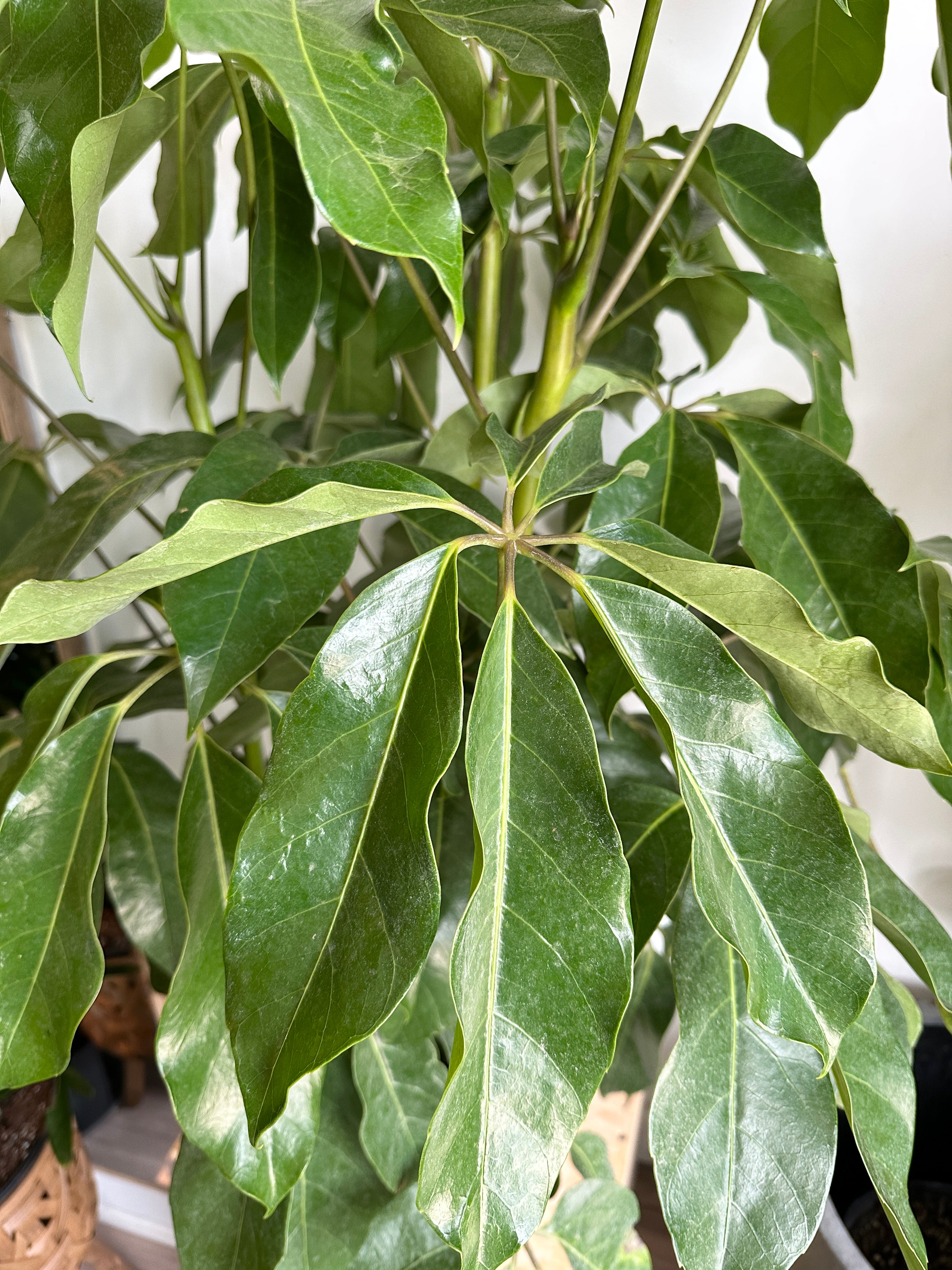 Schefflera 'Amate'