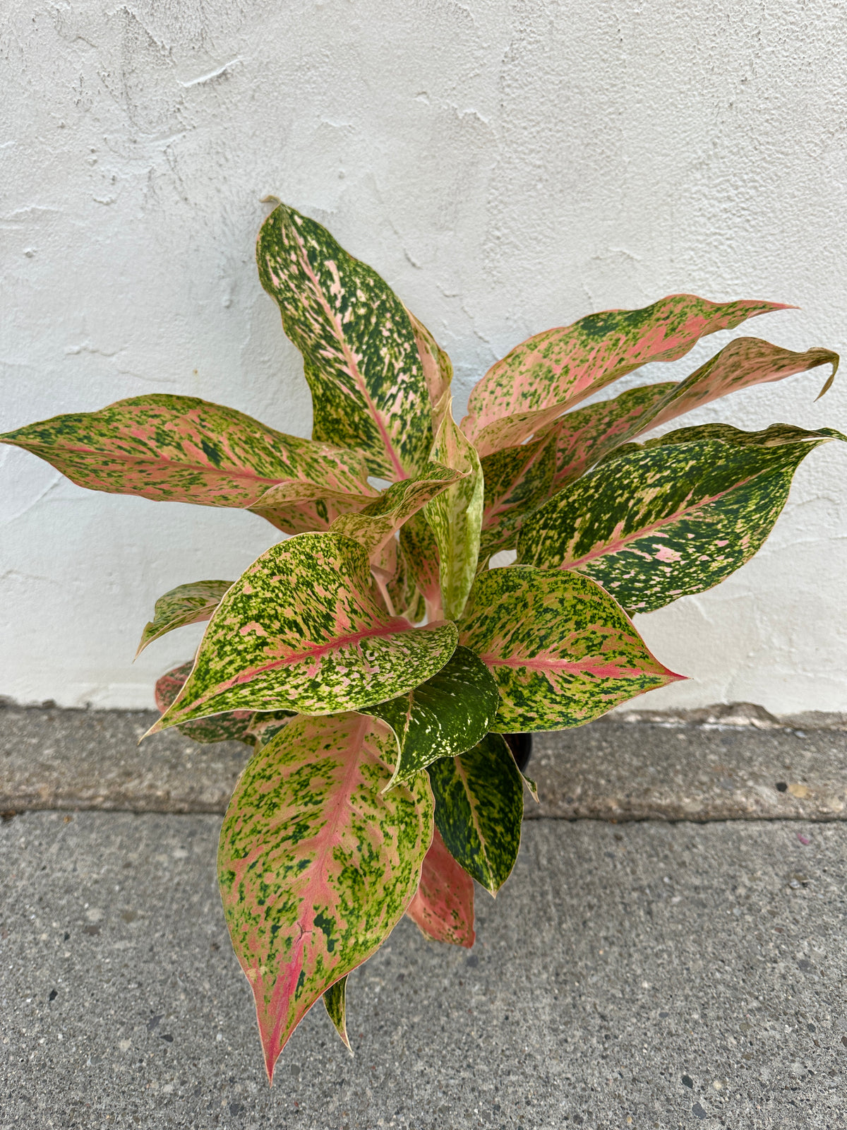 Aglaonema 'Cleopatra'