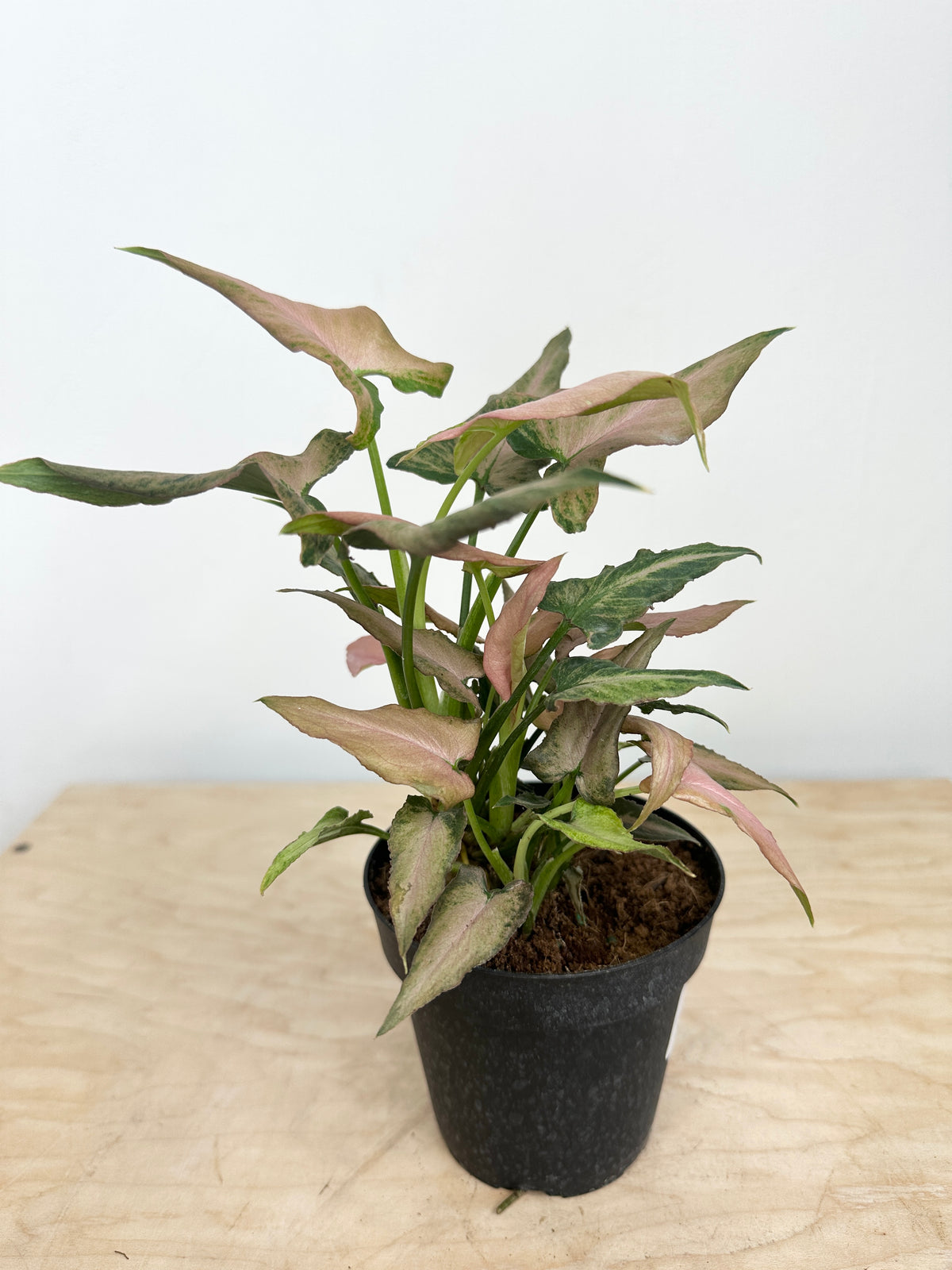 Nephthytis Syngonium 'Pink Salmon'